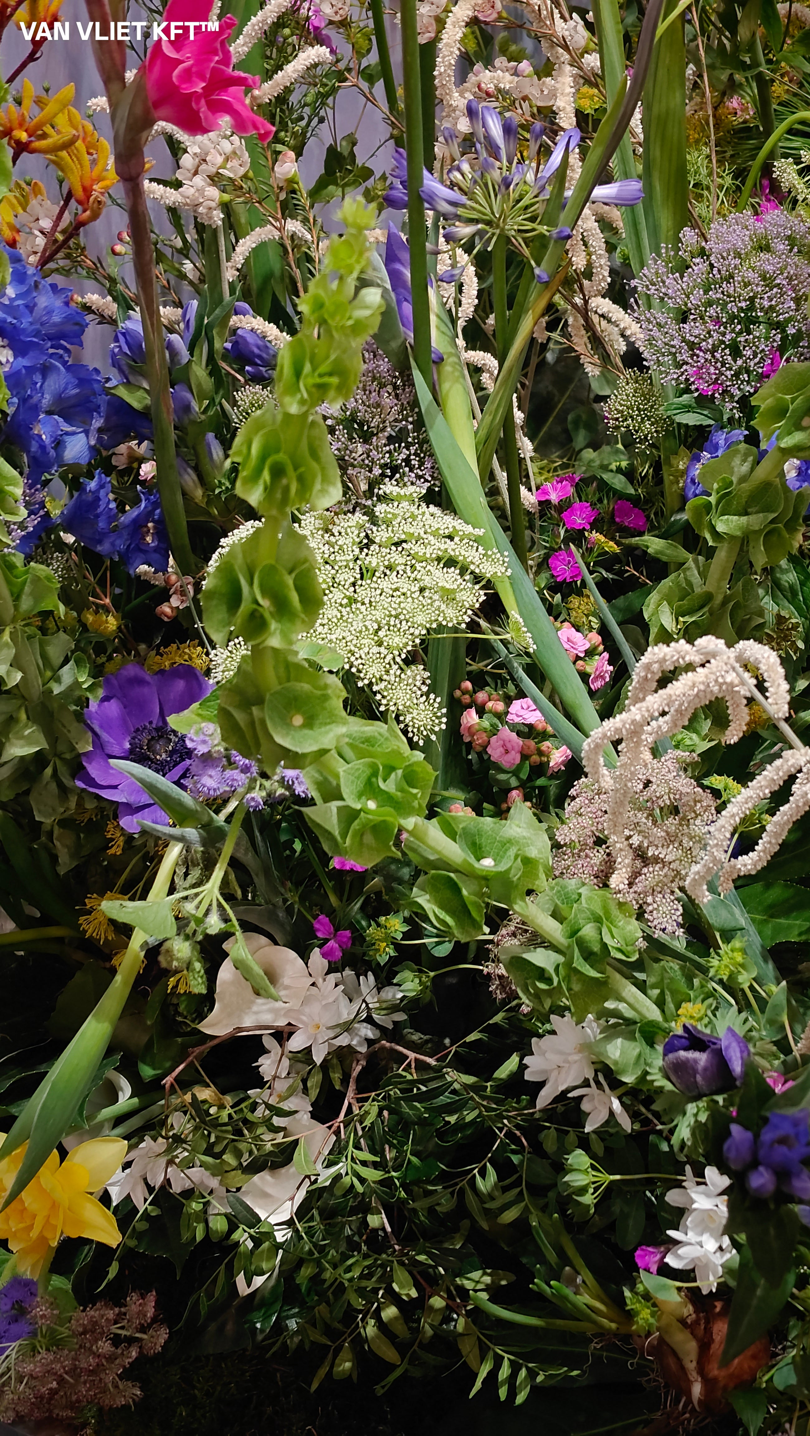 Klokken van Ierland - Molucella - 0,75g