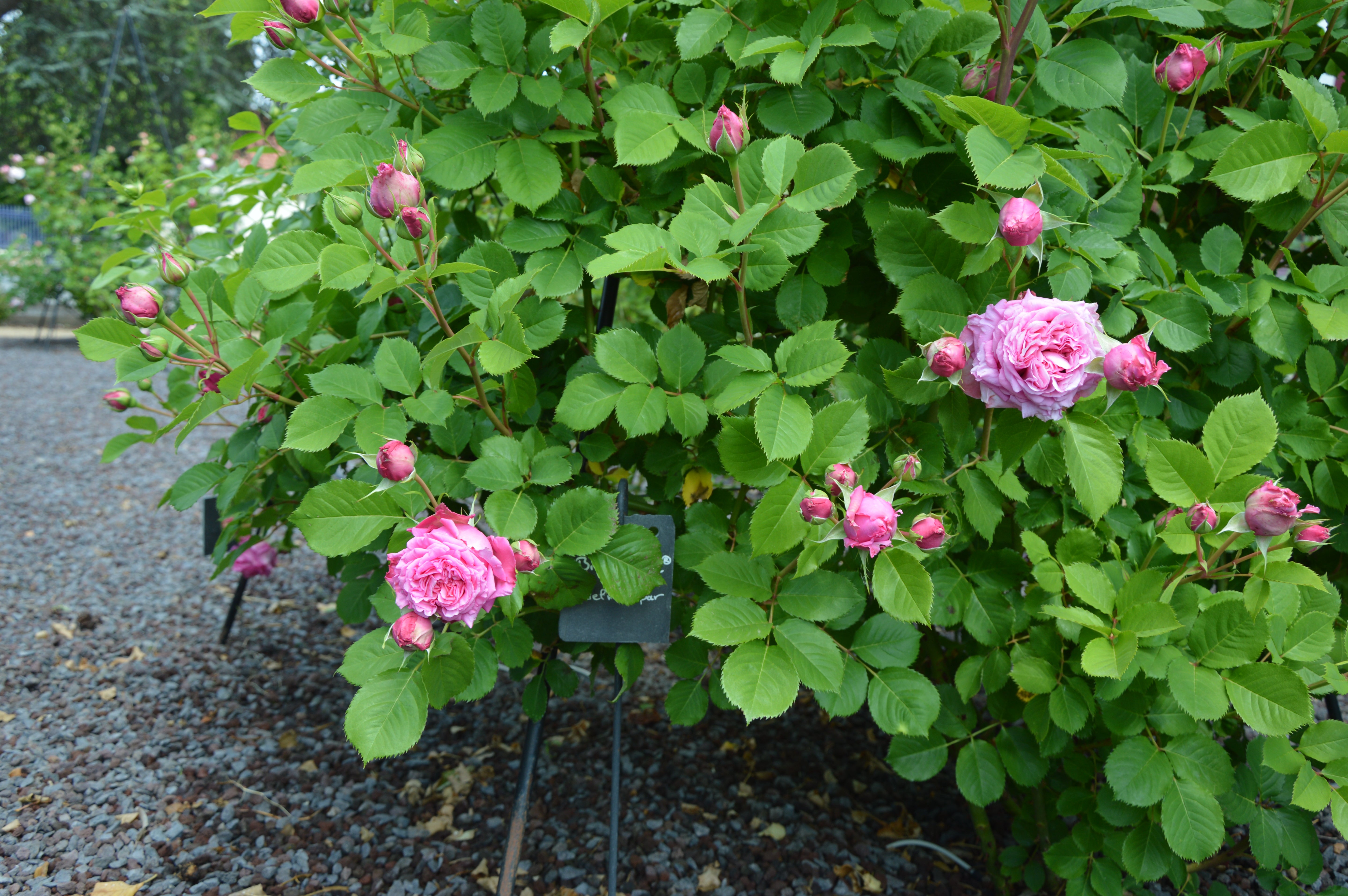 Floribunda Rose - Bienvenue®