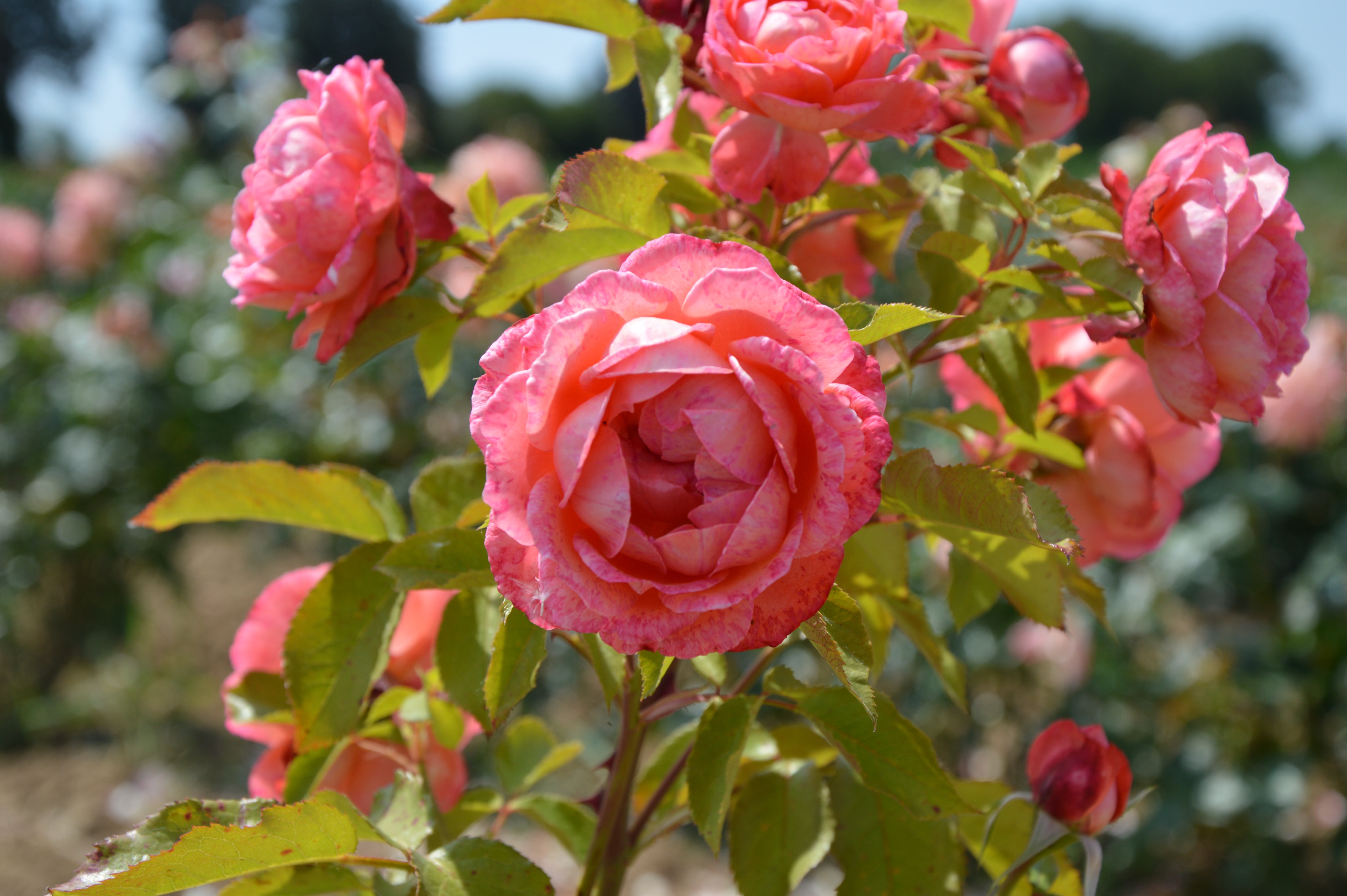 Floribunda Rose - Bijou Corail®