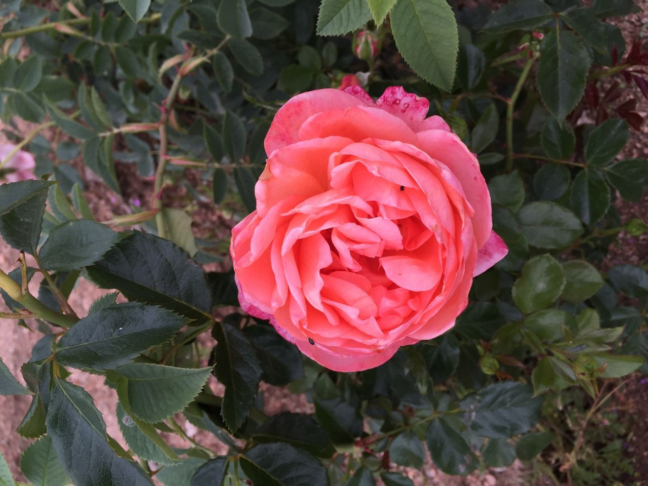Floribunda Rose - Bijou Corail®