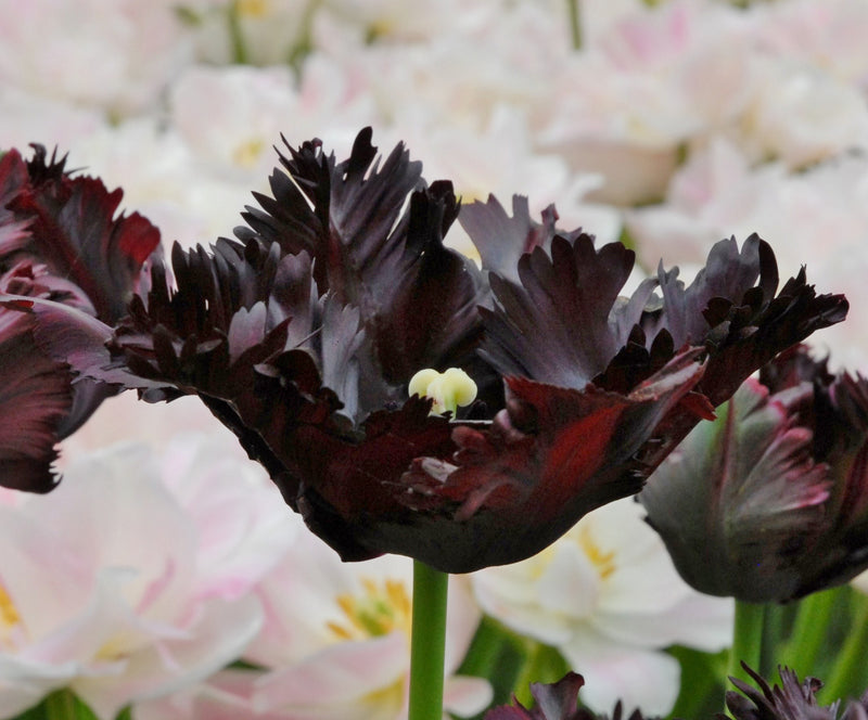 Tulip Parrot - Black Parrot - 12/+
