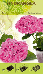 Bonsai Grow Kit - Hydrangea 'Paris' - Pink