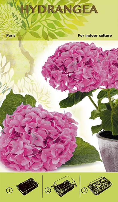 Bonsai Grow Kit - Hydrangea 'Paris' - Pink