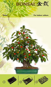 Bonsai Grow Kit - Malus I