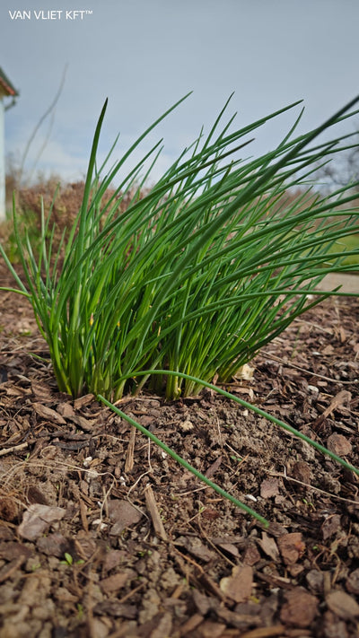 Chives - Prager - 2g