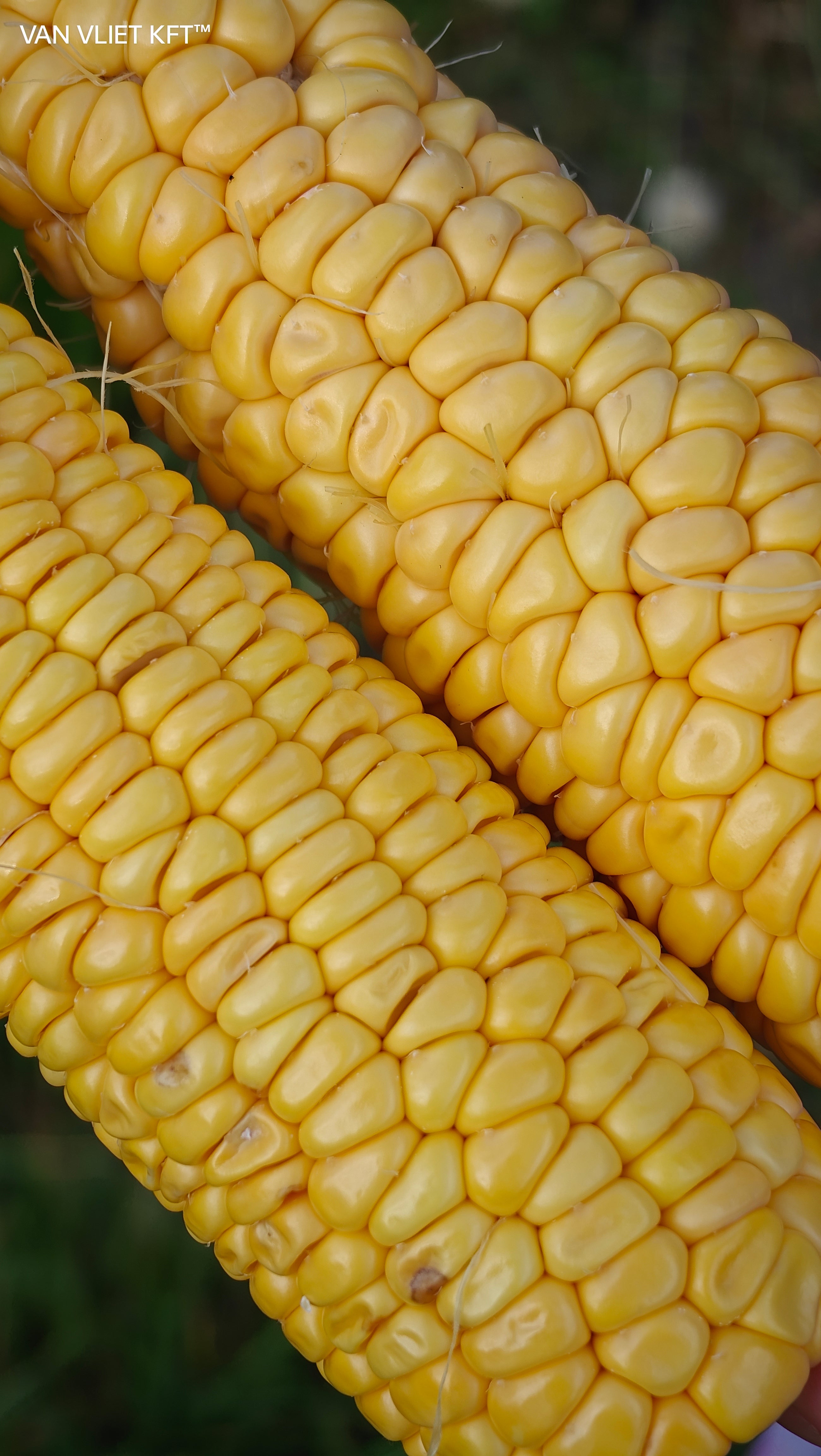 Sweet Corn - Golden Bantam - 8g