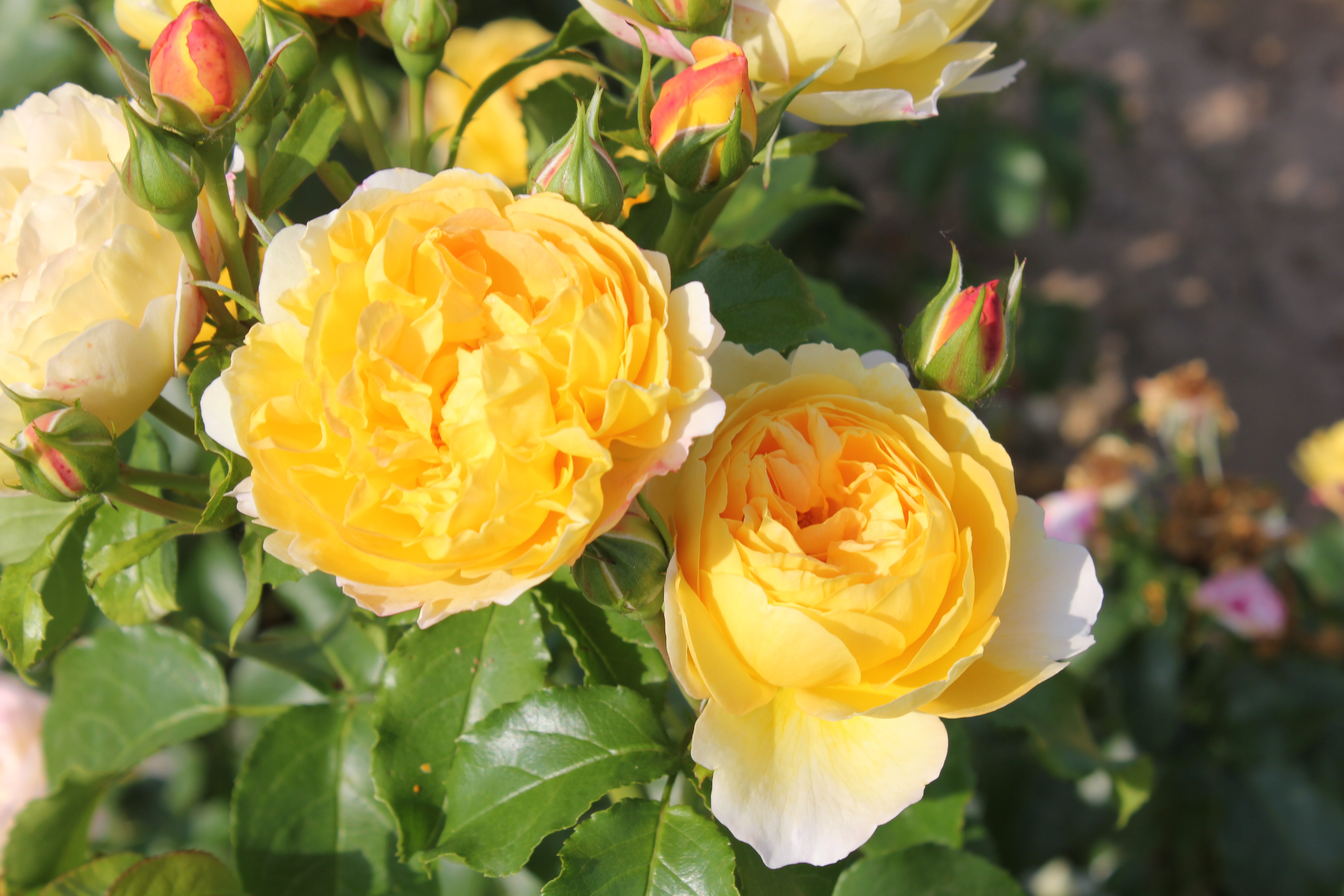 Floribunda Rose - Château de Cheverny®