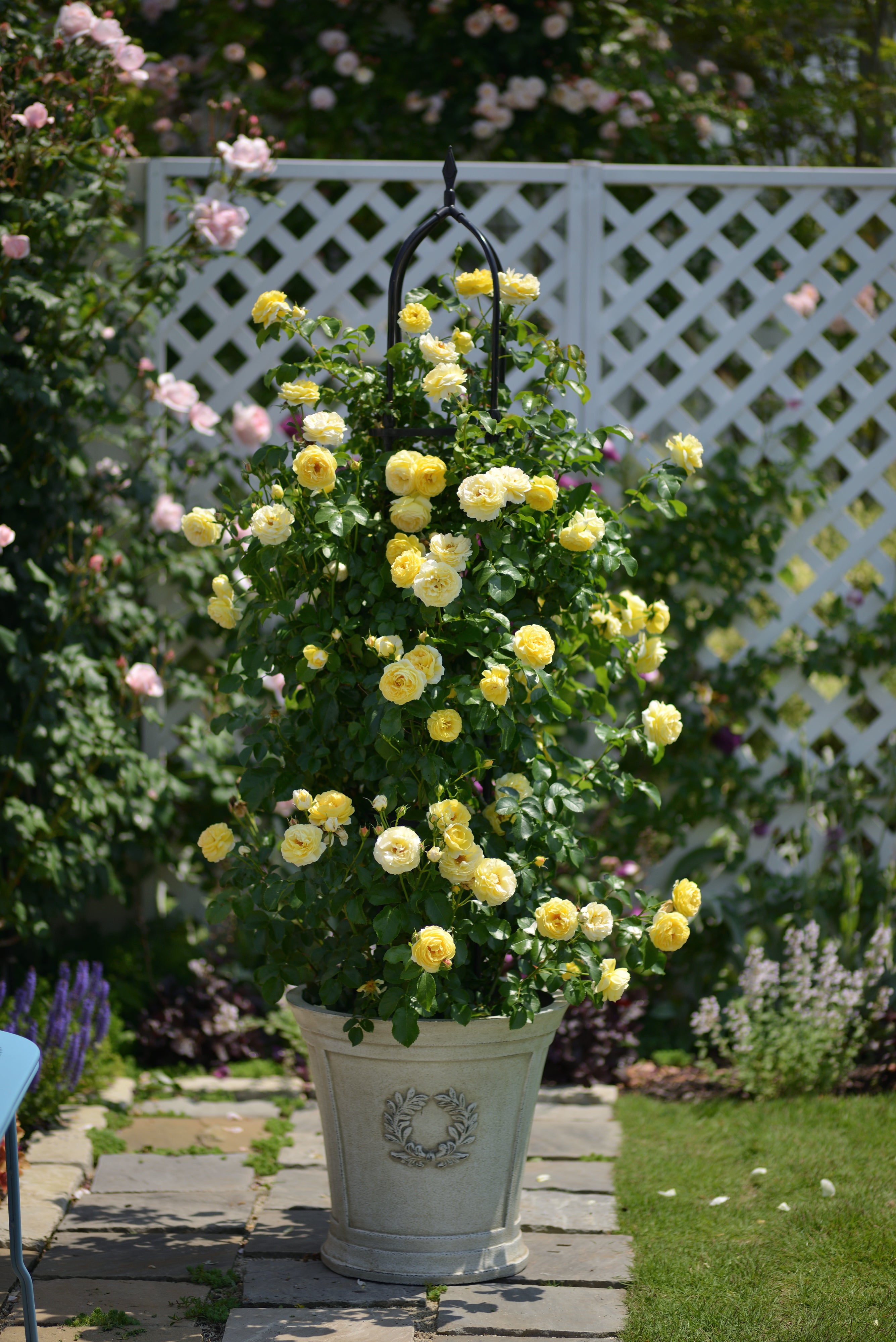 Floribunda Rose - Château de Cheverny®