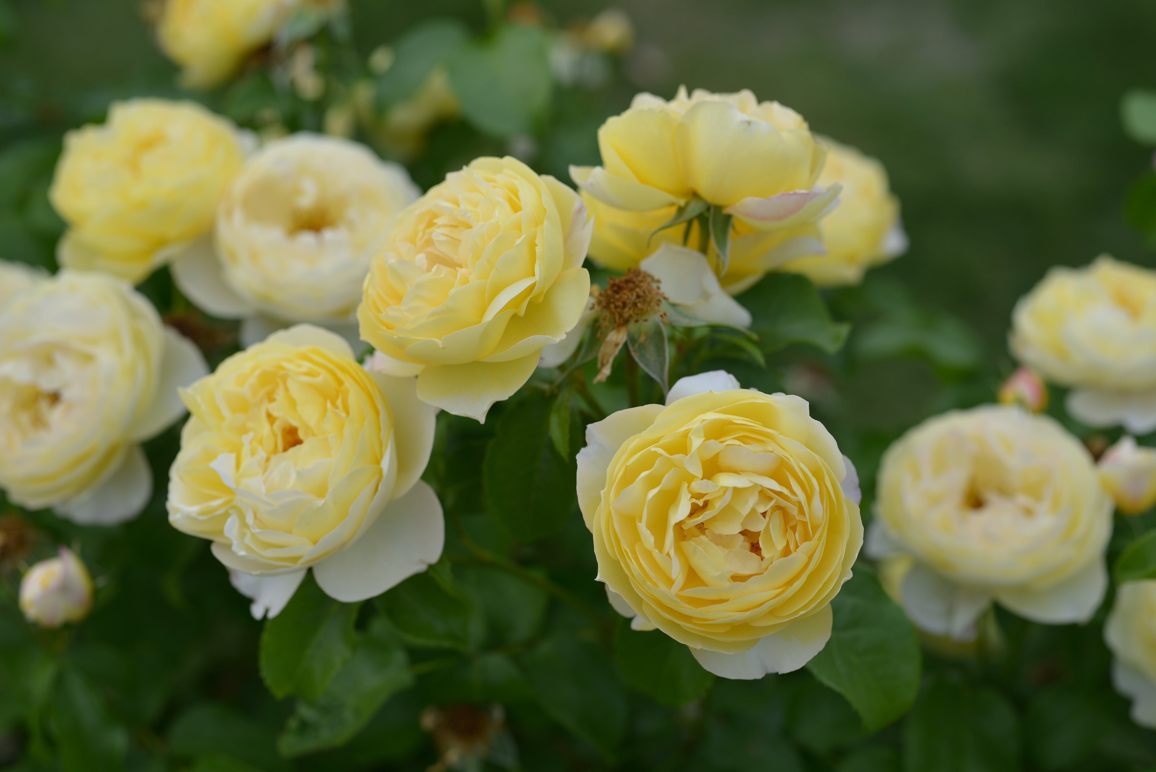 Floribunda Rose - Château de Cheverny®