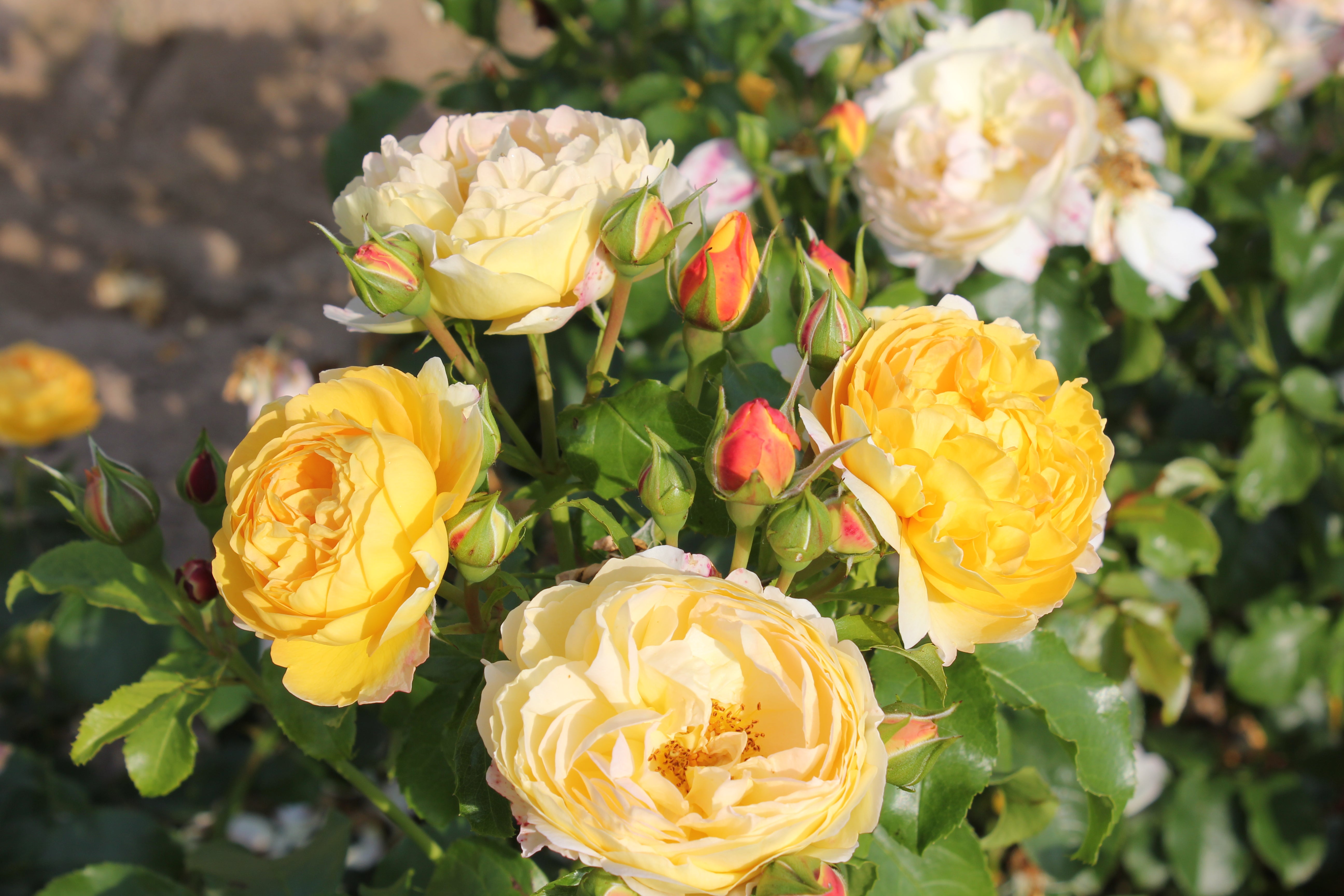Floribunda Rose - Château de Cheverny®