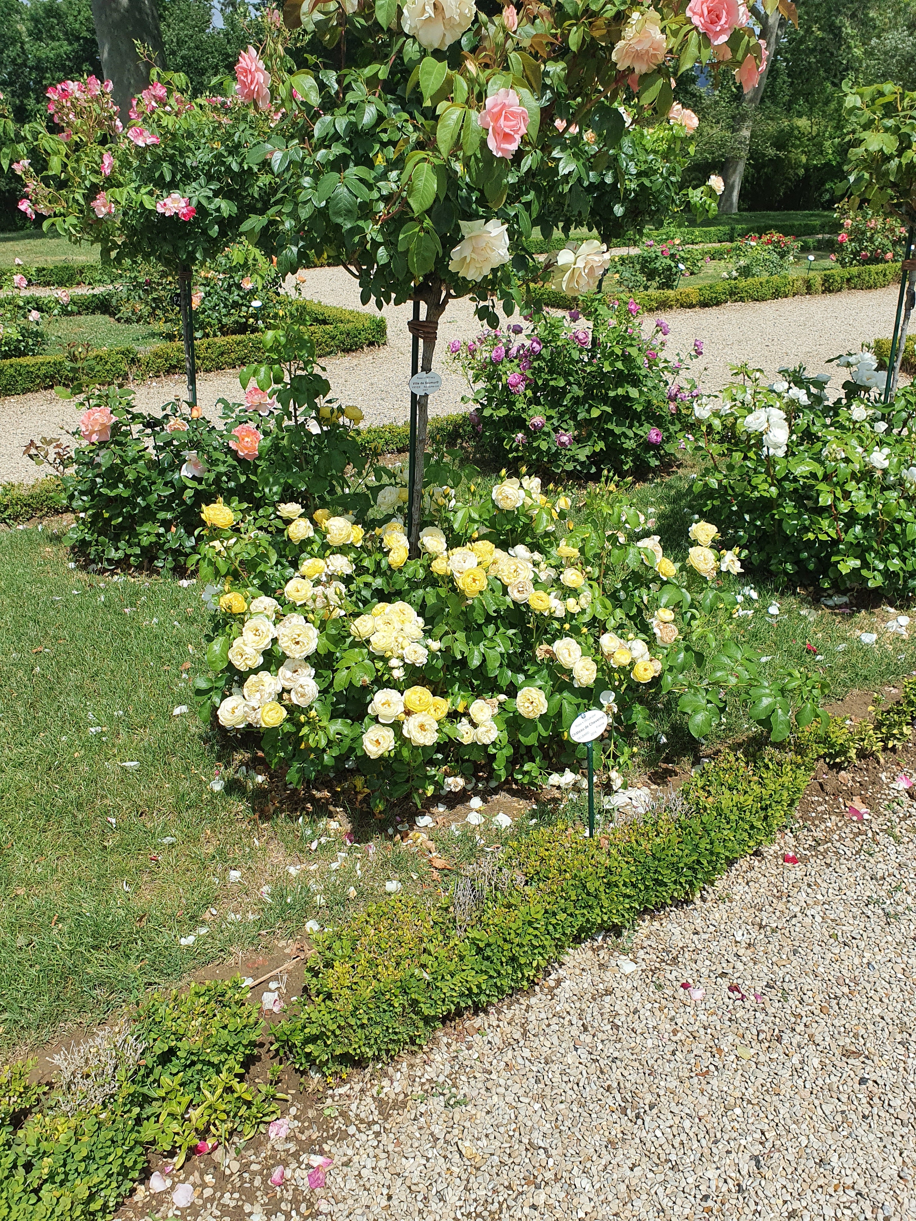 Floribunda Rose - Château de Cheverny®