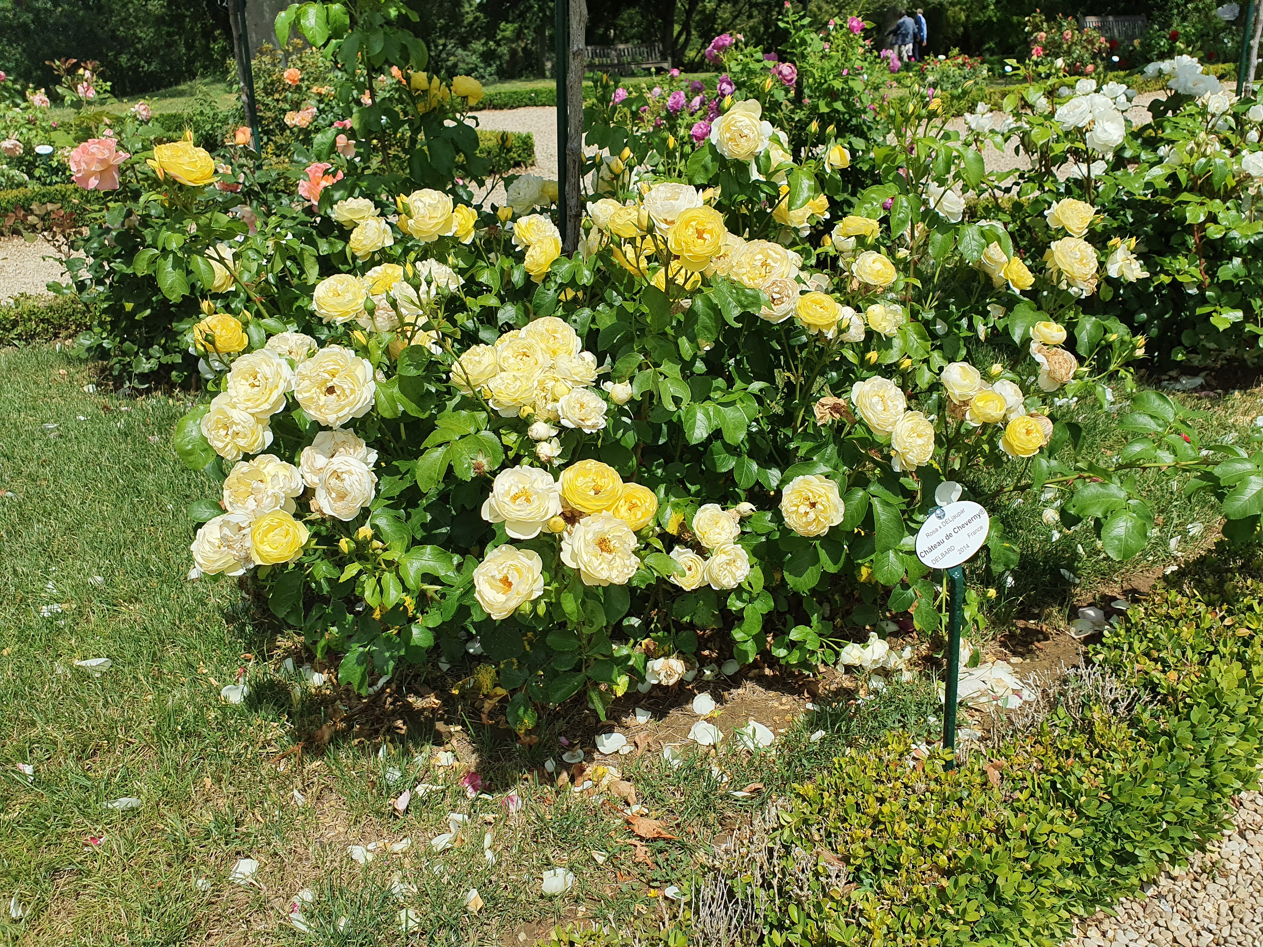 Floribunda Rose - Château de Cheverny®