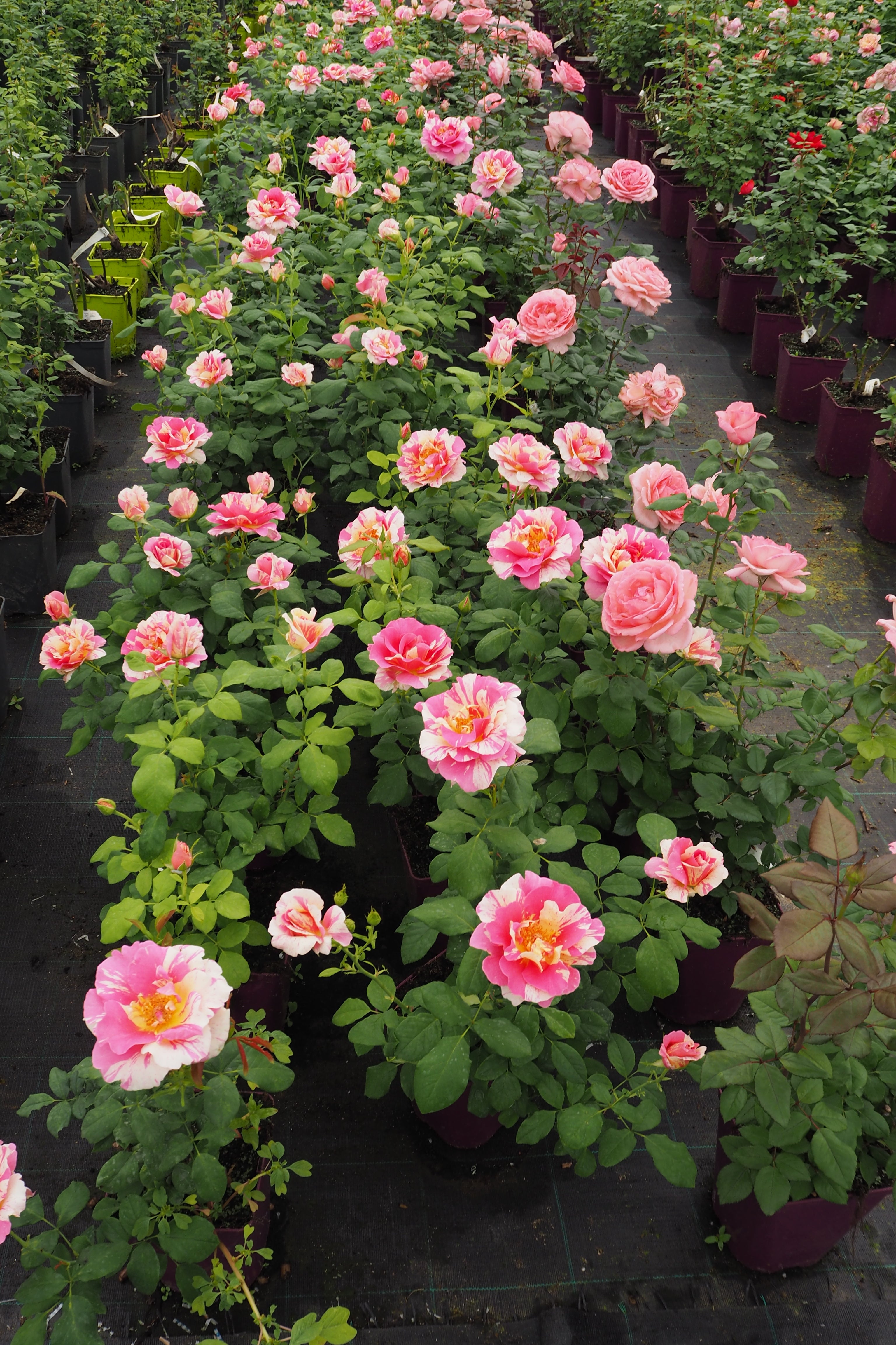 Theehybride Roos – Claude Monet®