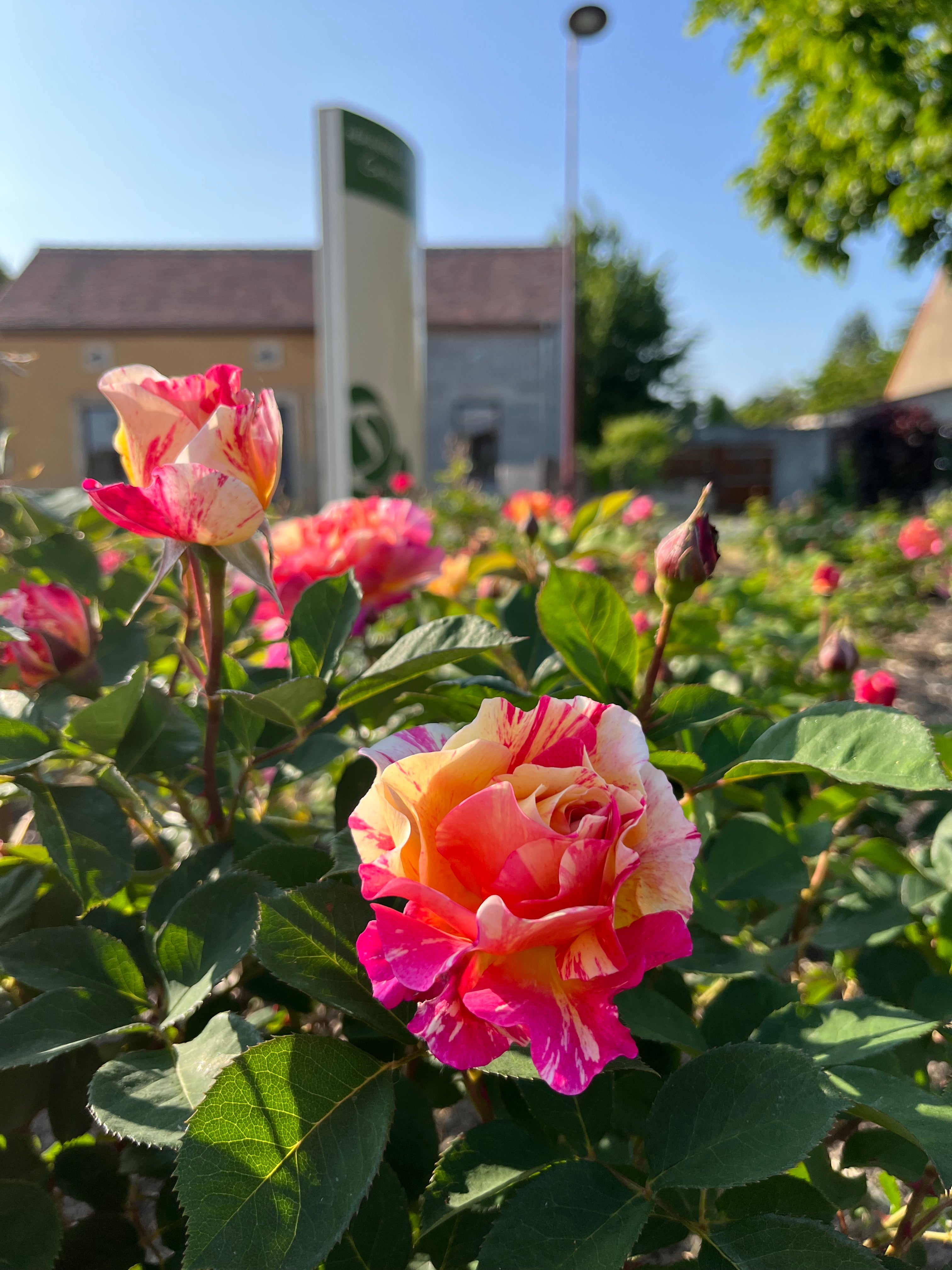 Theehybride Roos – Claude Monet®
