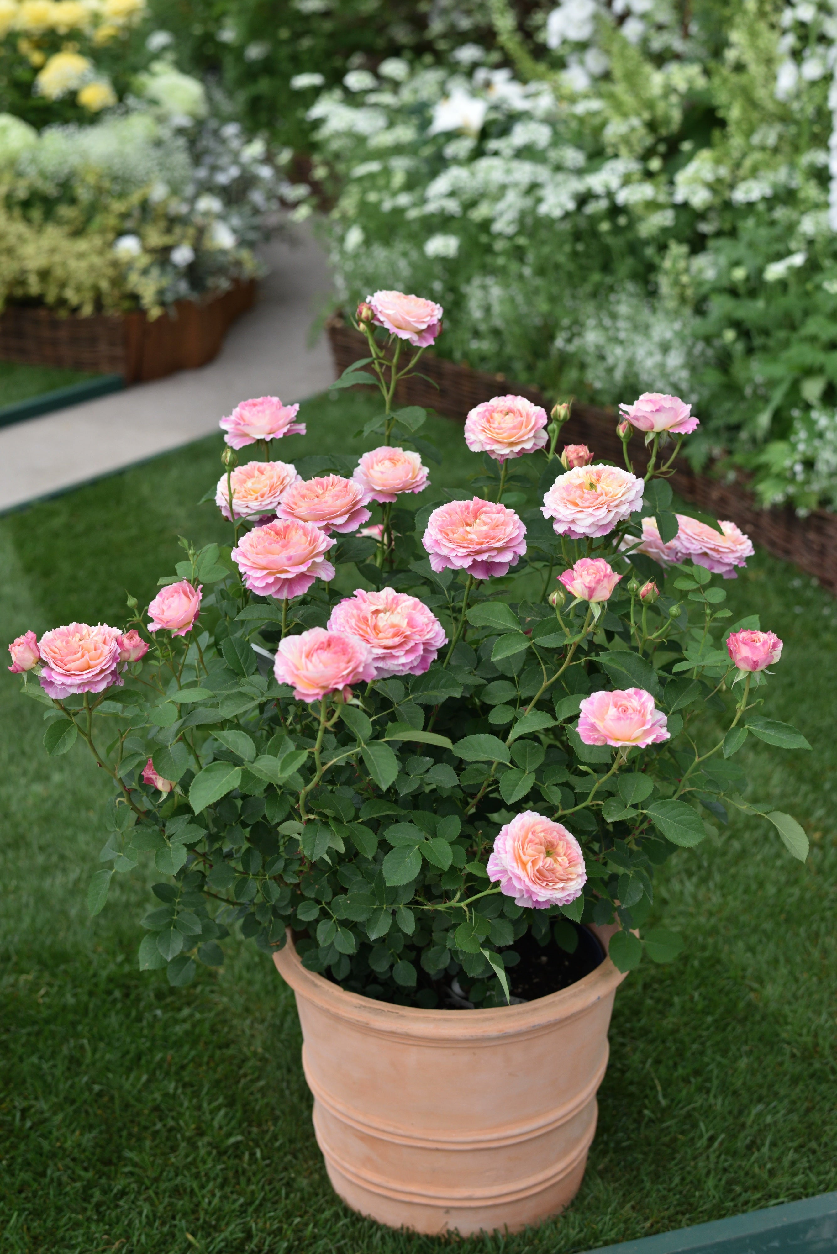 Theehybride Roos – Claude Monet®