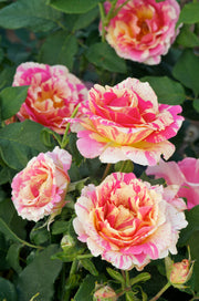 Theehybride Roos – Claude Monet®