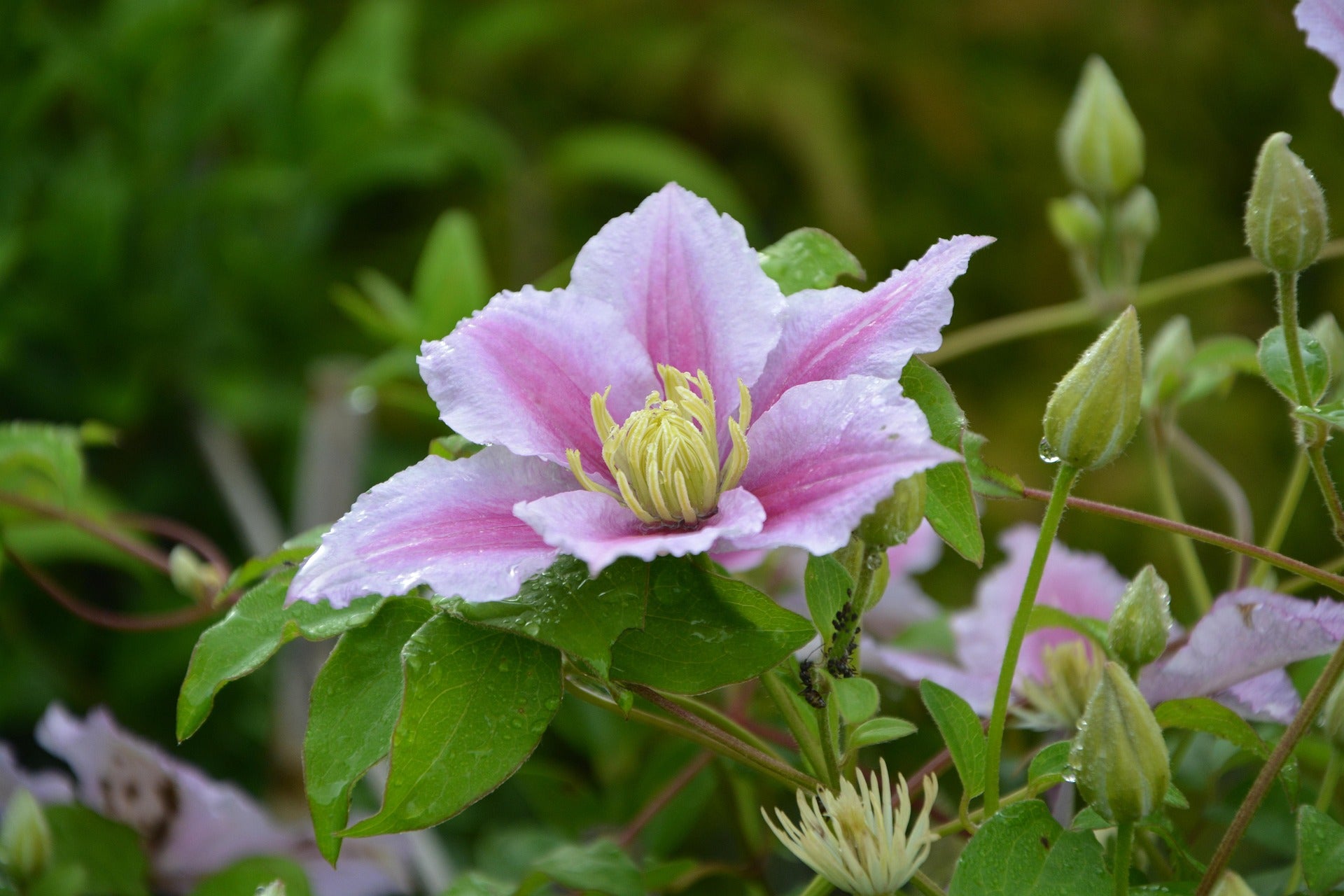Clematis - Hagley Hybrid-1