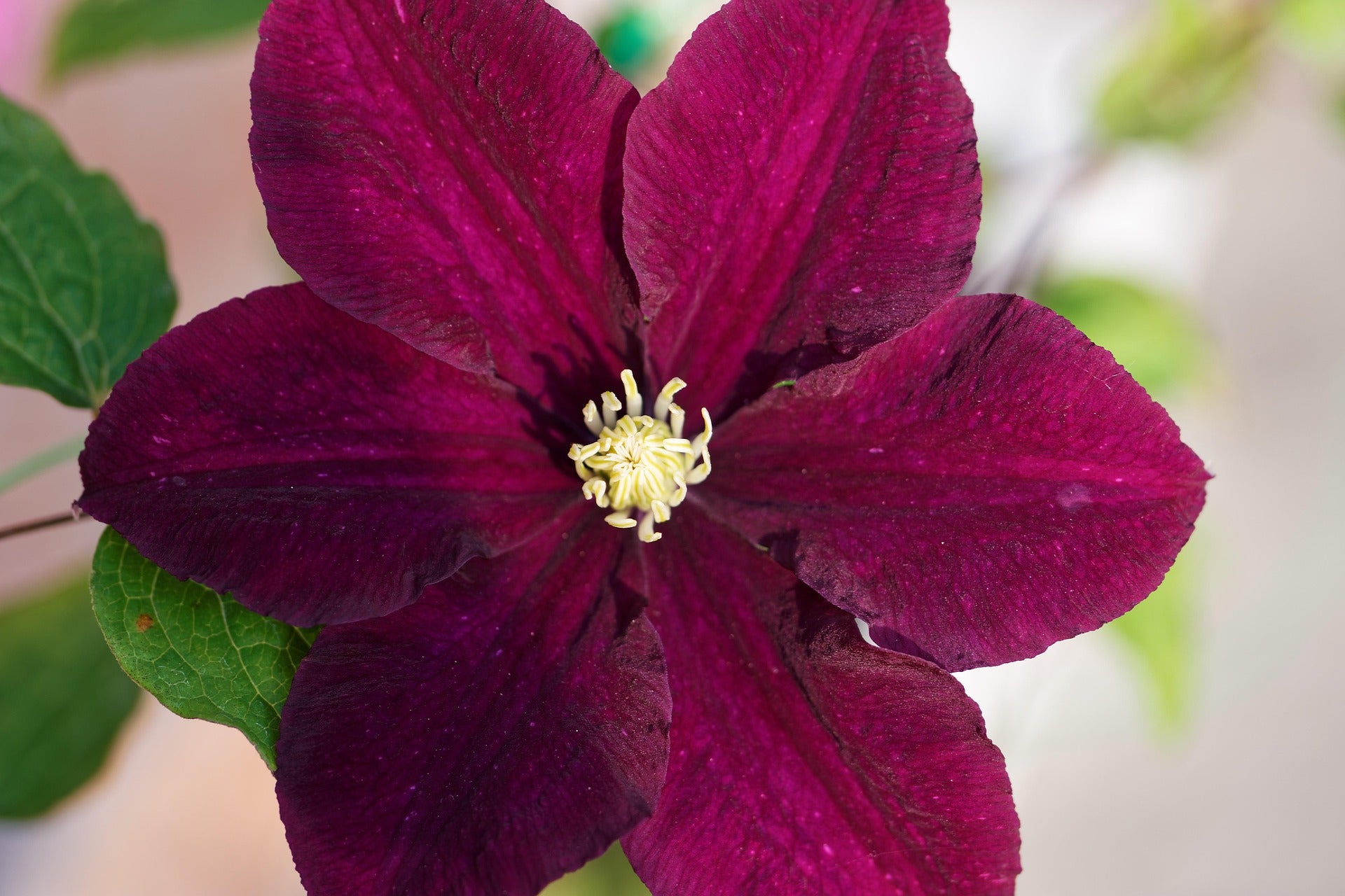 Clematis - Rouge Cardinal-2