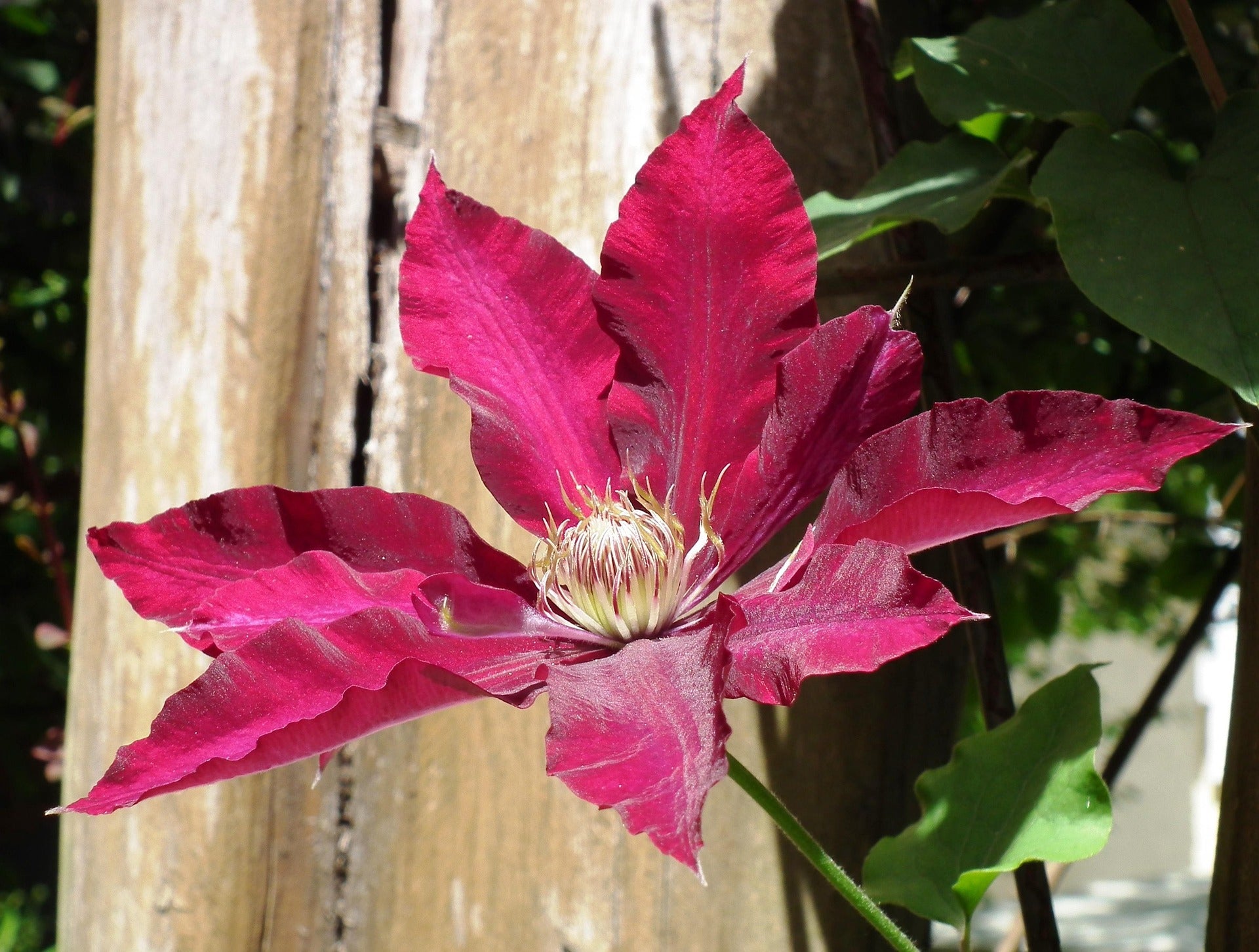 Clematis - Rouge Cardinal-3