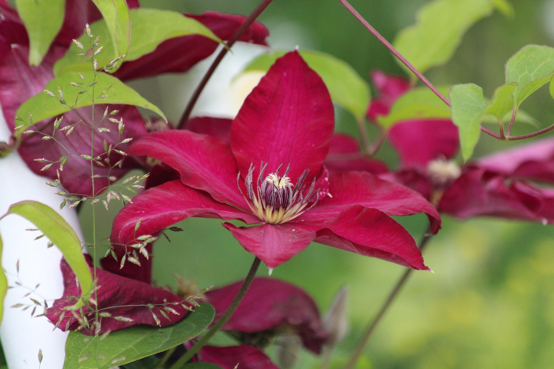 Clematis - Rouge Cardinal-4