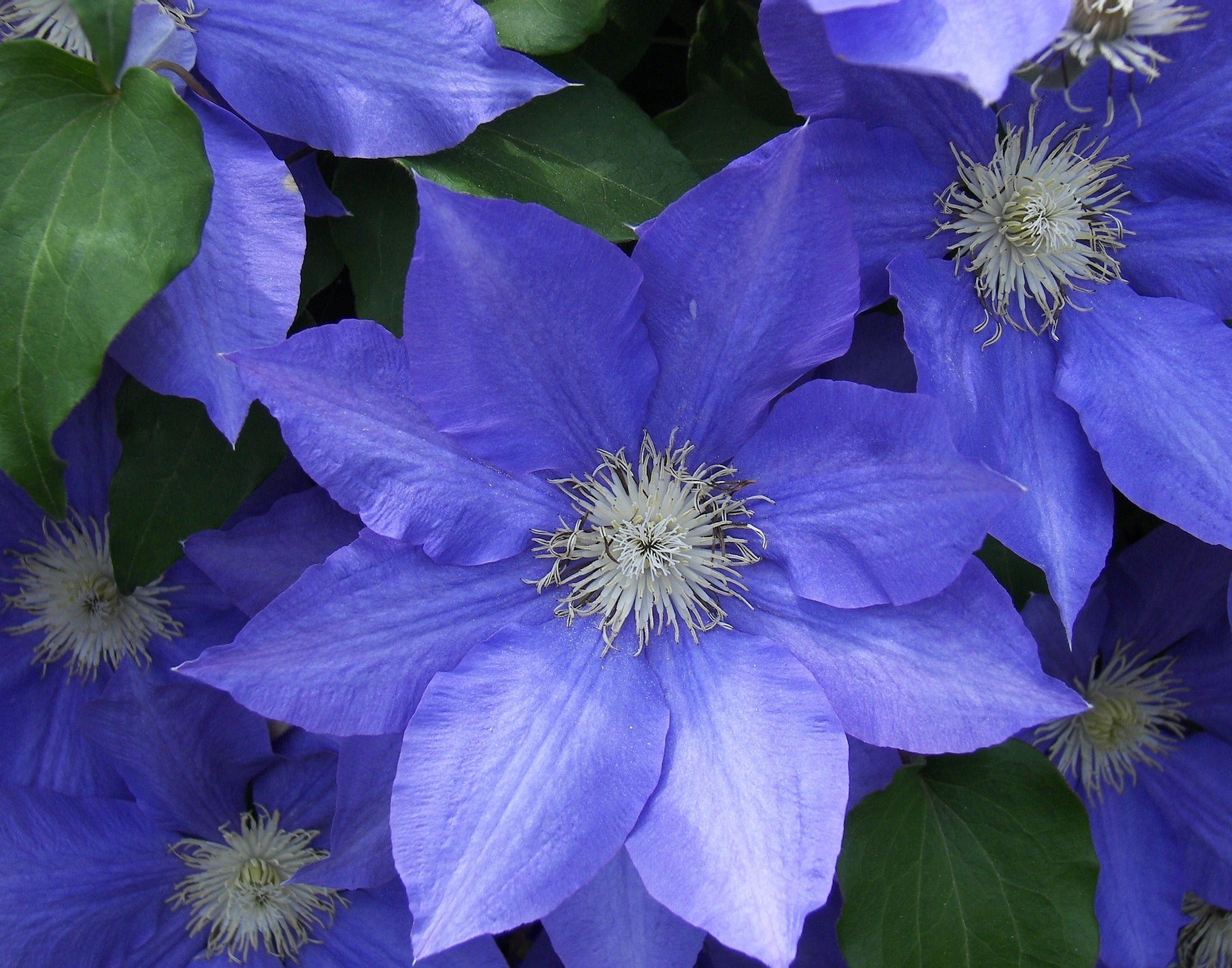 Clematis - The President -1