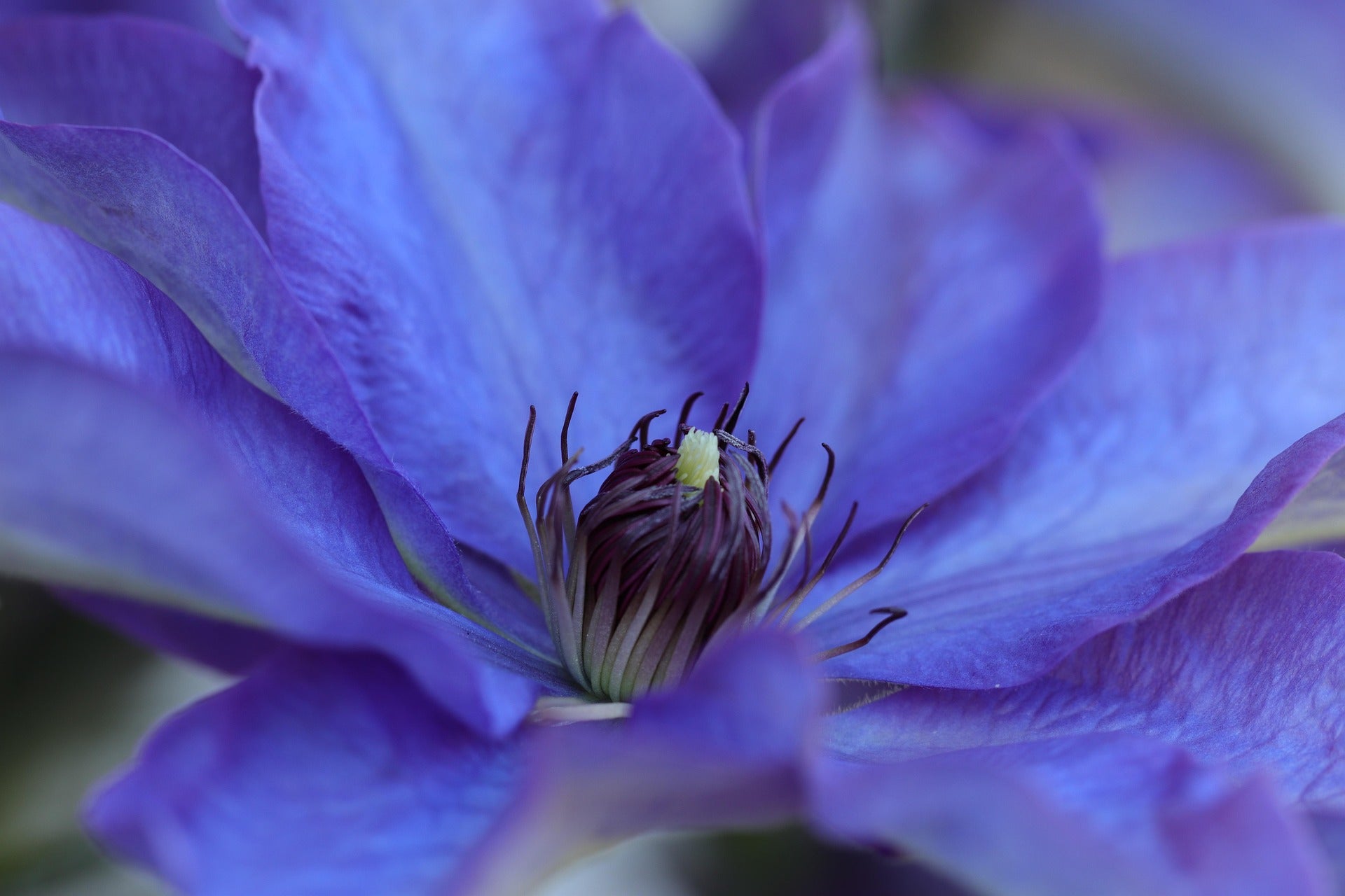 Clematis - The President -2