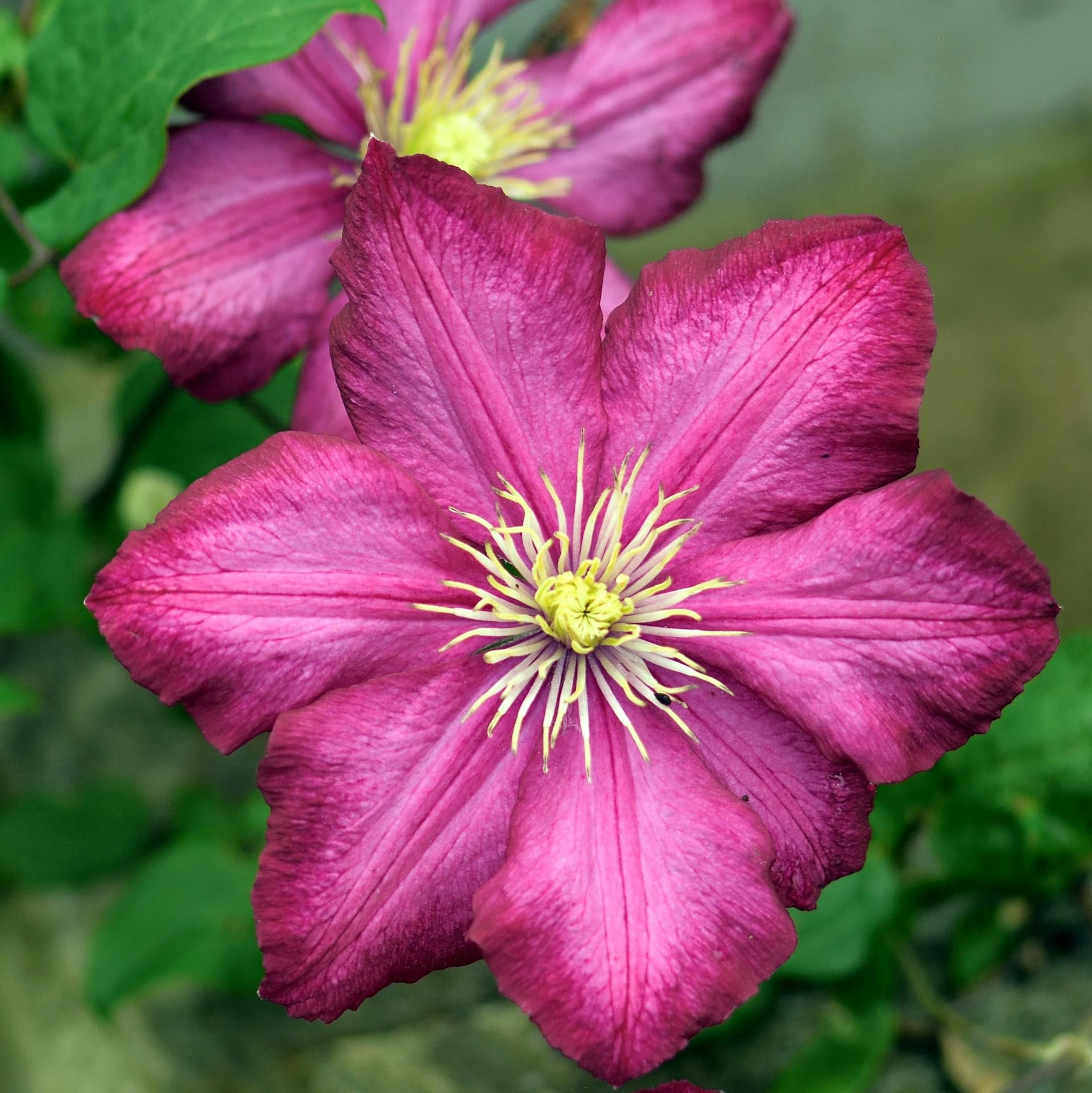 Clematis - Ville de Lyon-1