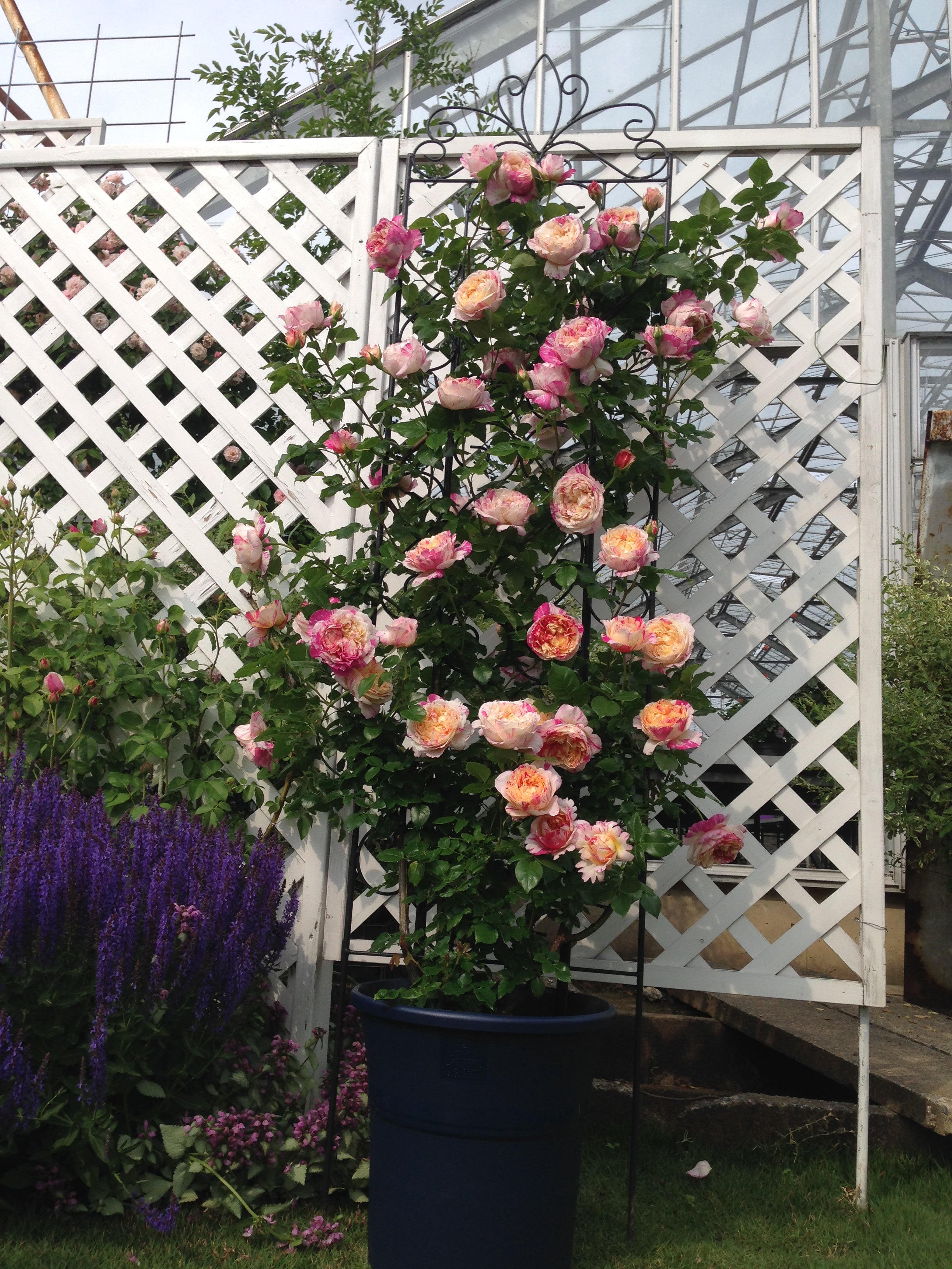 Climbing Rose - Julie Andrieu®-2