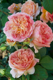 Climbing Rose - Papi Delbard®-1