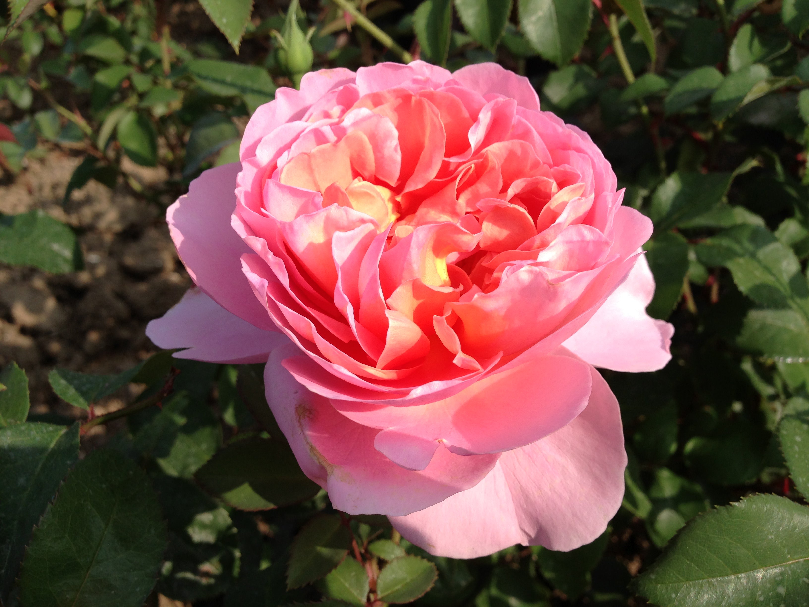 Climbing Rose - Papi Delbard®-6