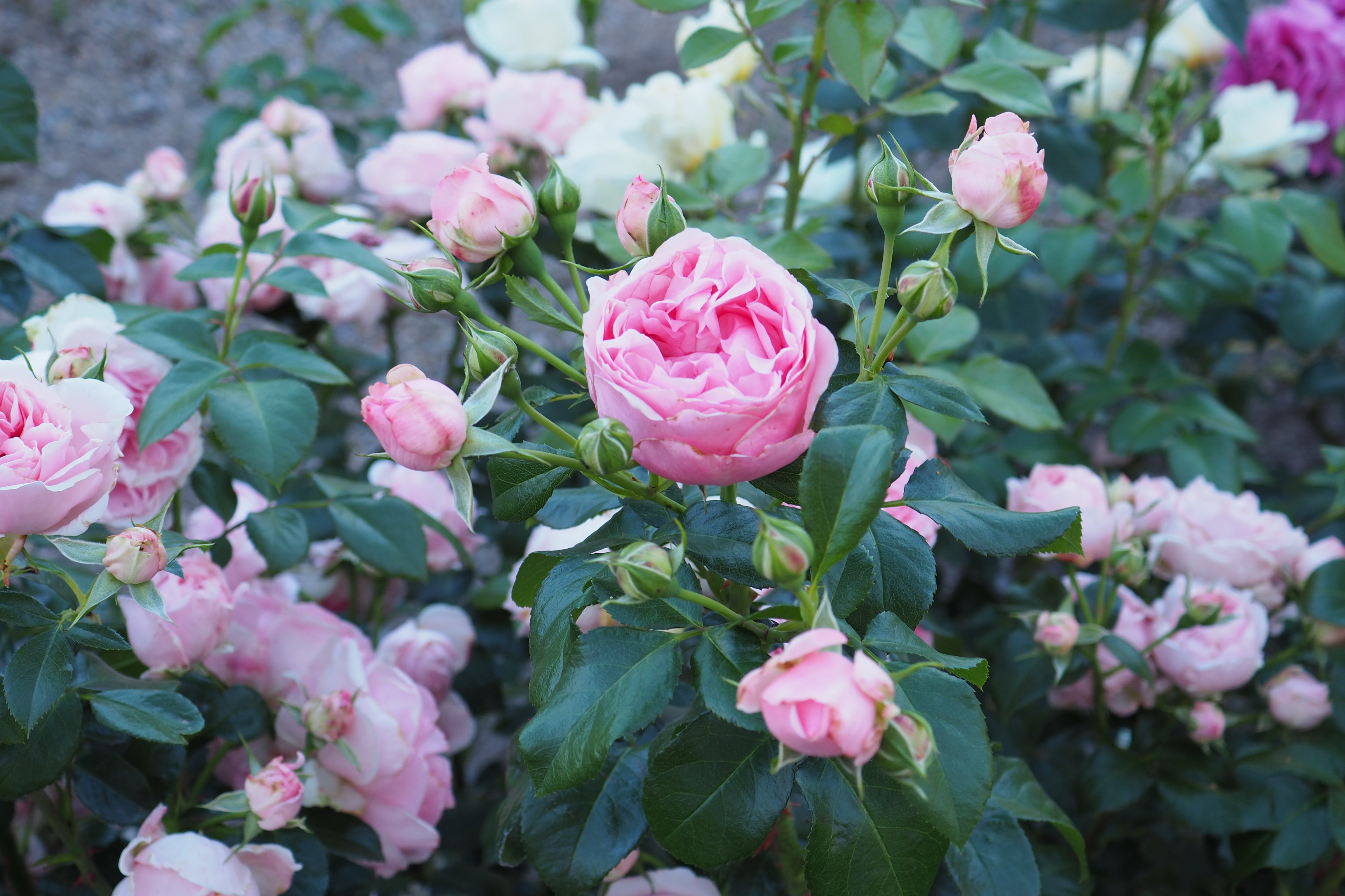 Floribunda Rose - Comtesse de Ségur®
