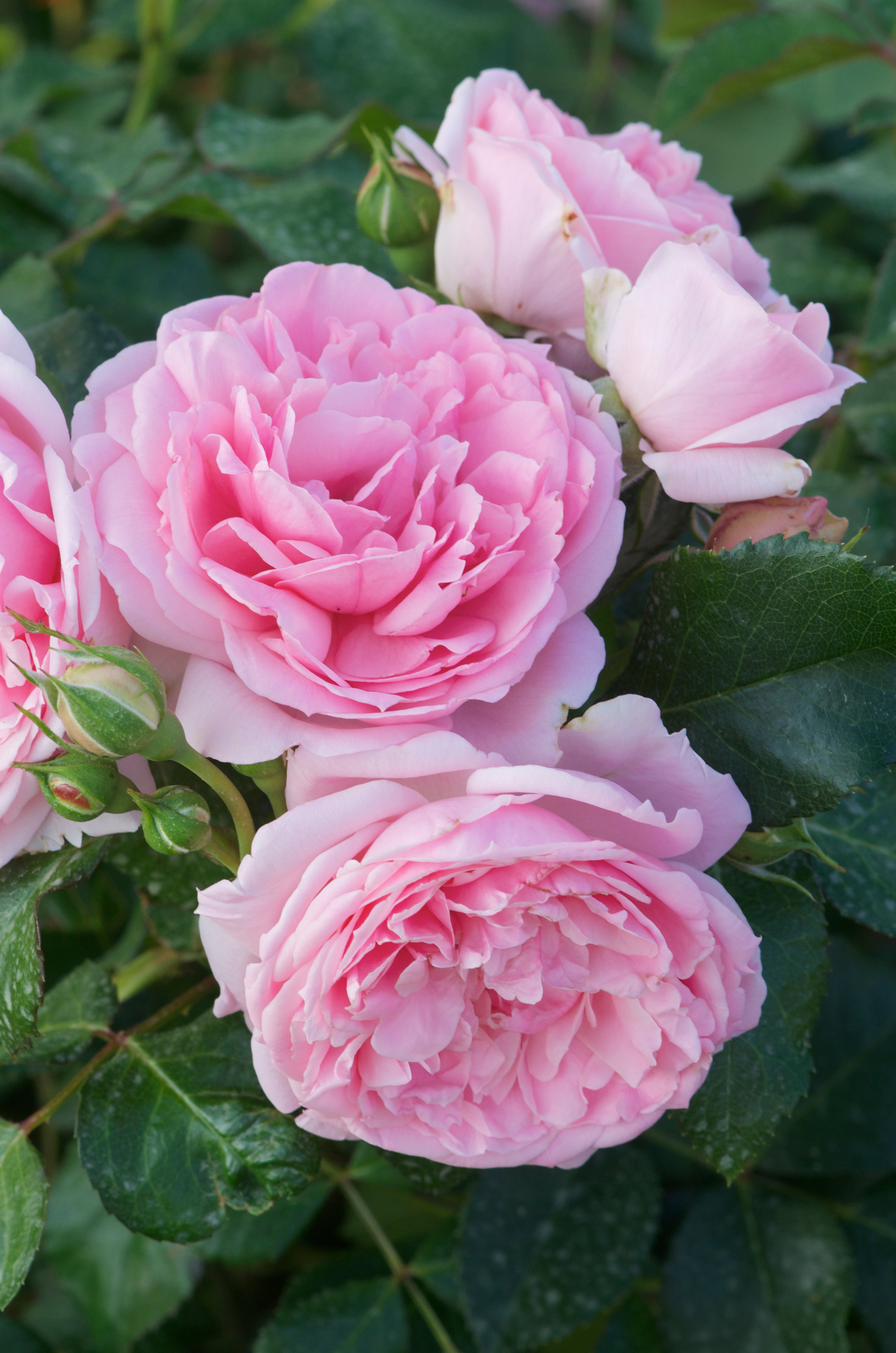 Floribunda Rose - Comtesse de Ségur®