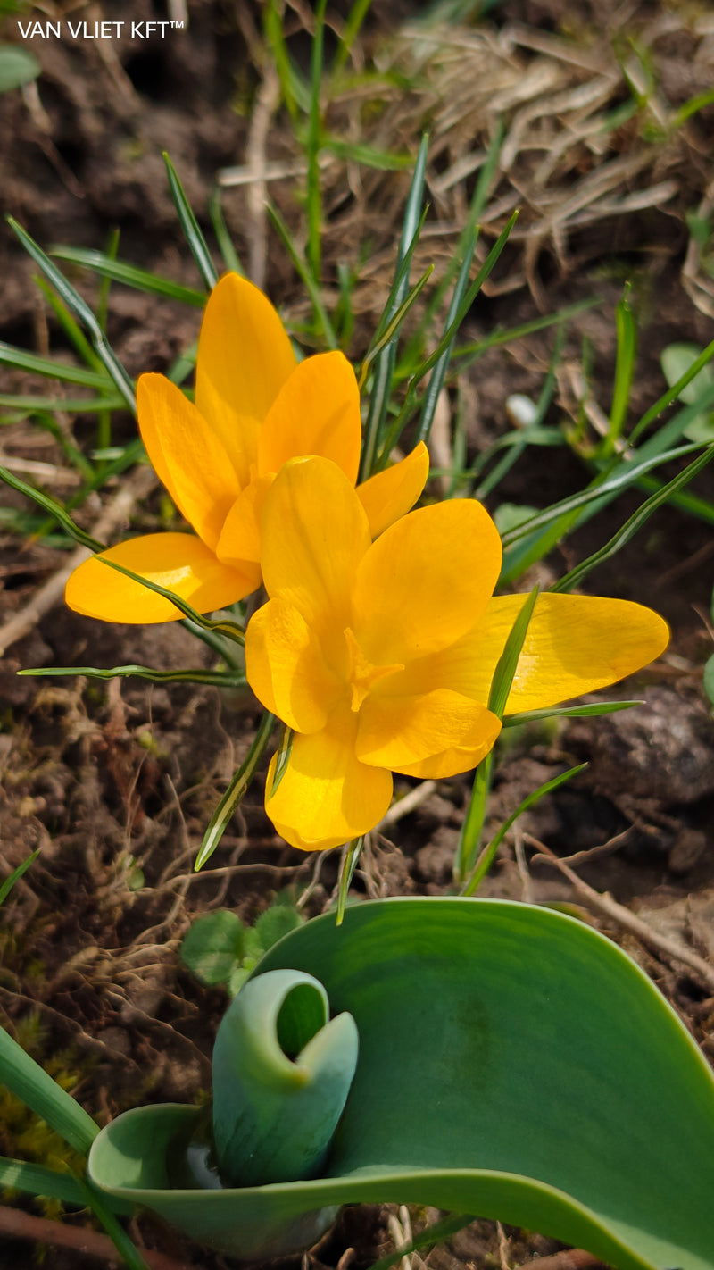 Crocus - Botanical Mix - 5/6