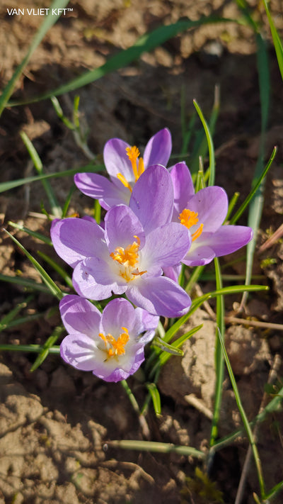 Crocus - Botanical Mix - 5/6