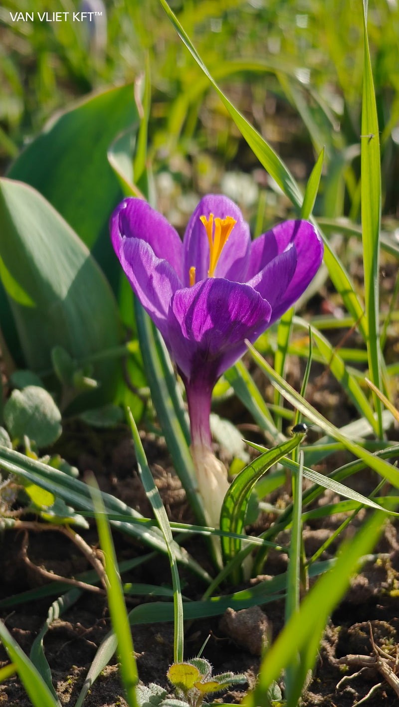 Crocus - Botanical Mix - 5/6
