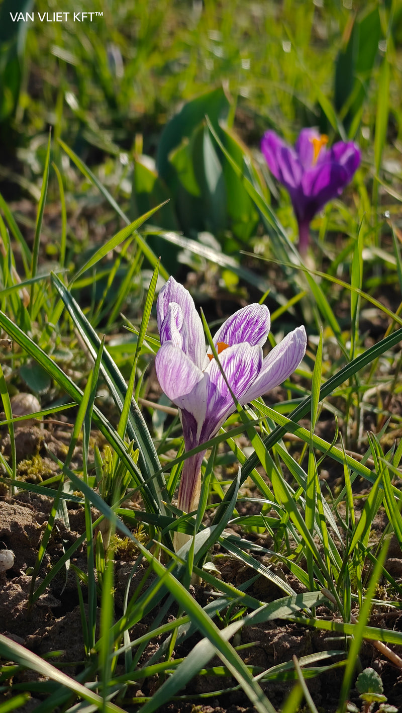 Crocus - Botanical Mix - 5/6