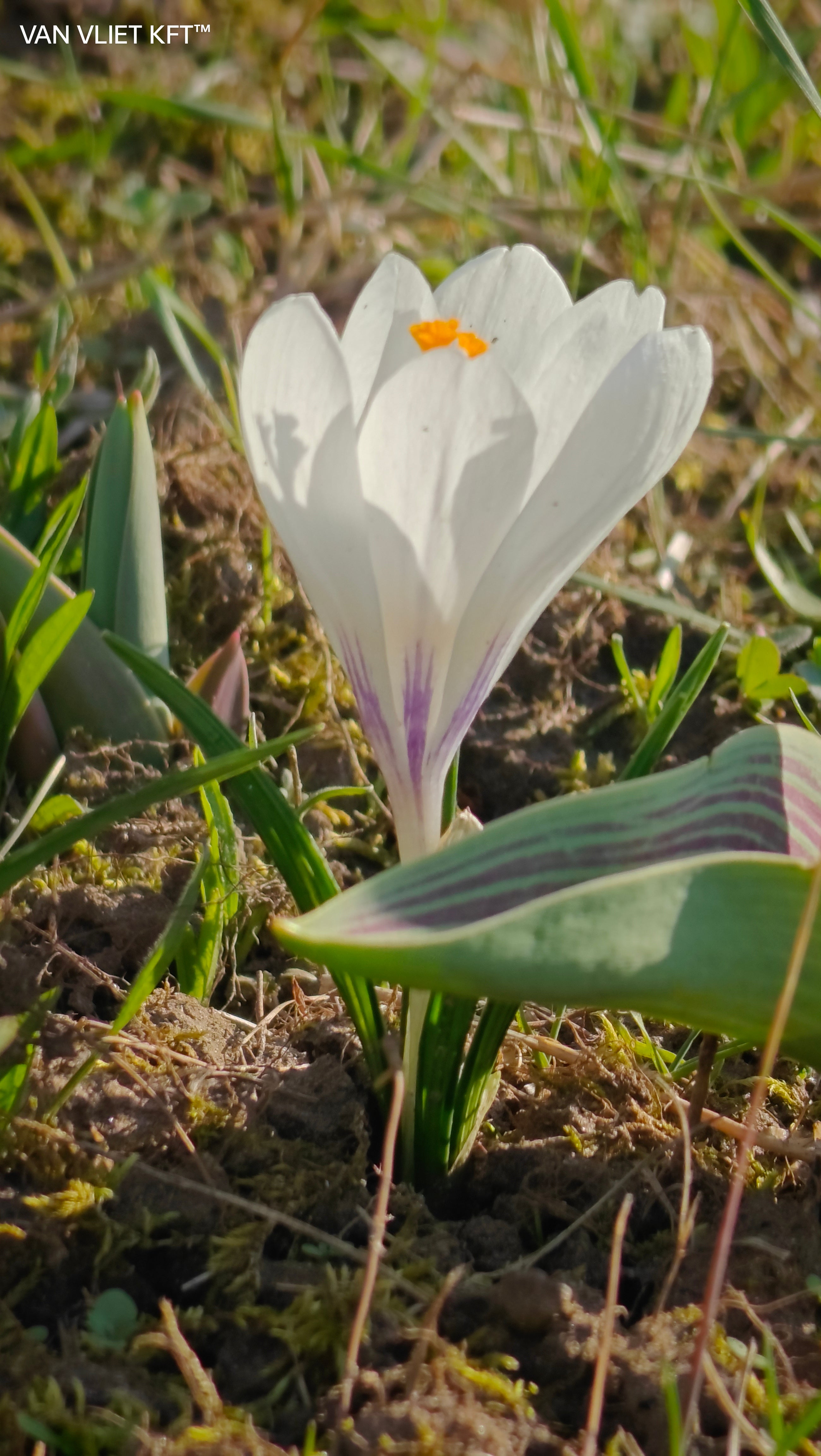 Krokus - Botanische Mix - 5/6