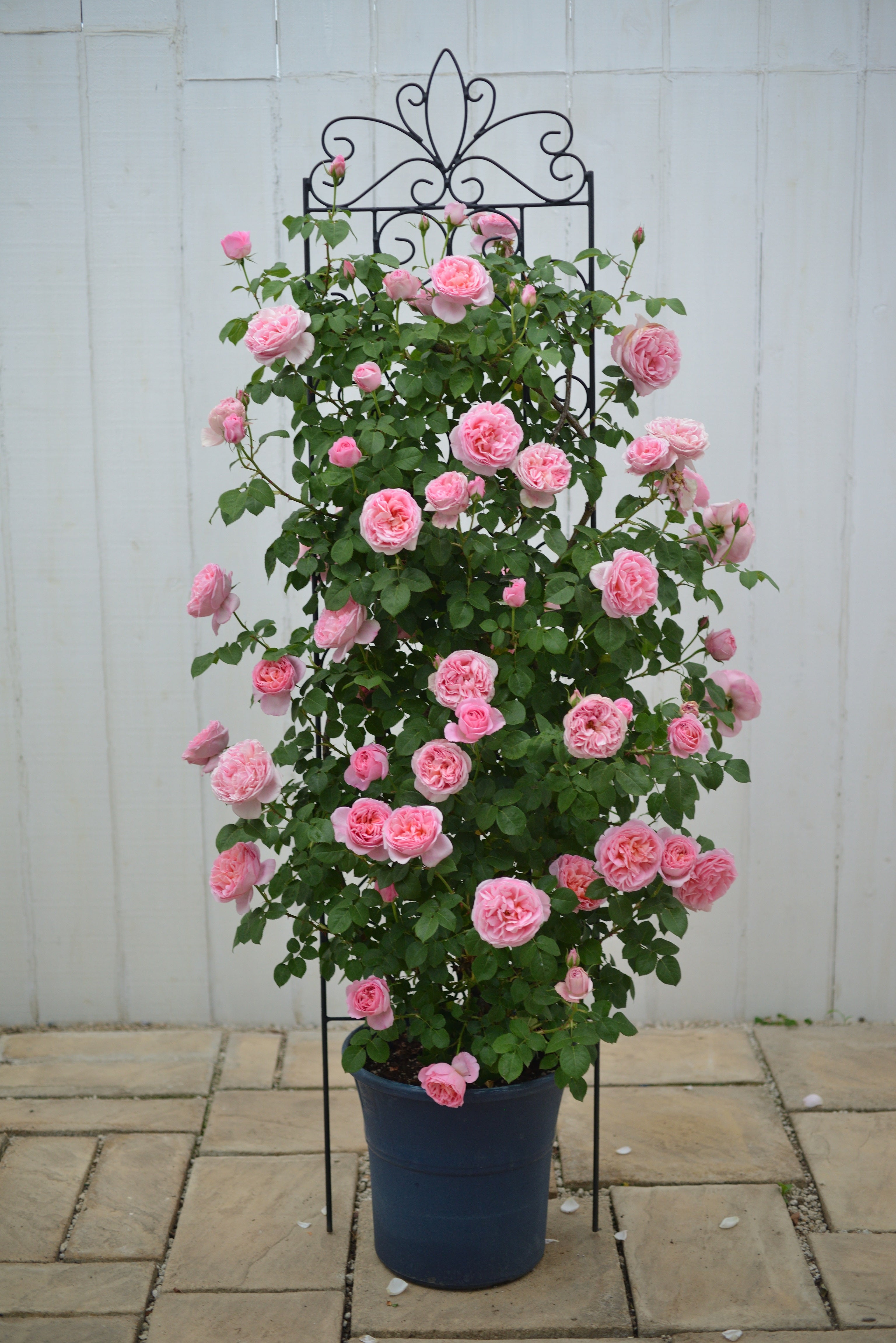 Floribunda Rose - Dames de Chenonceau®