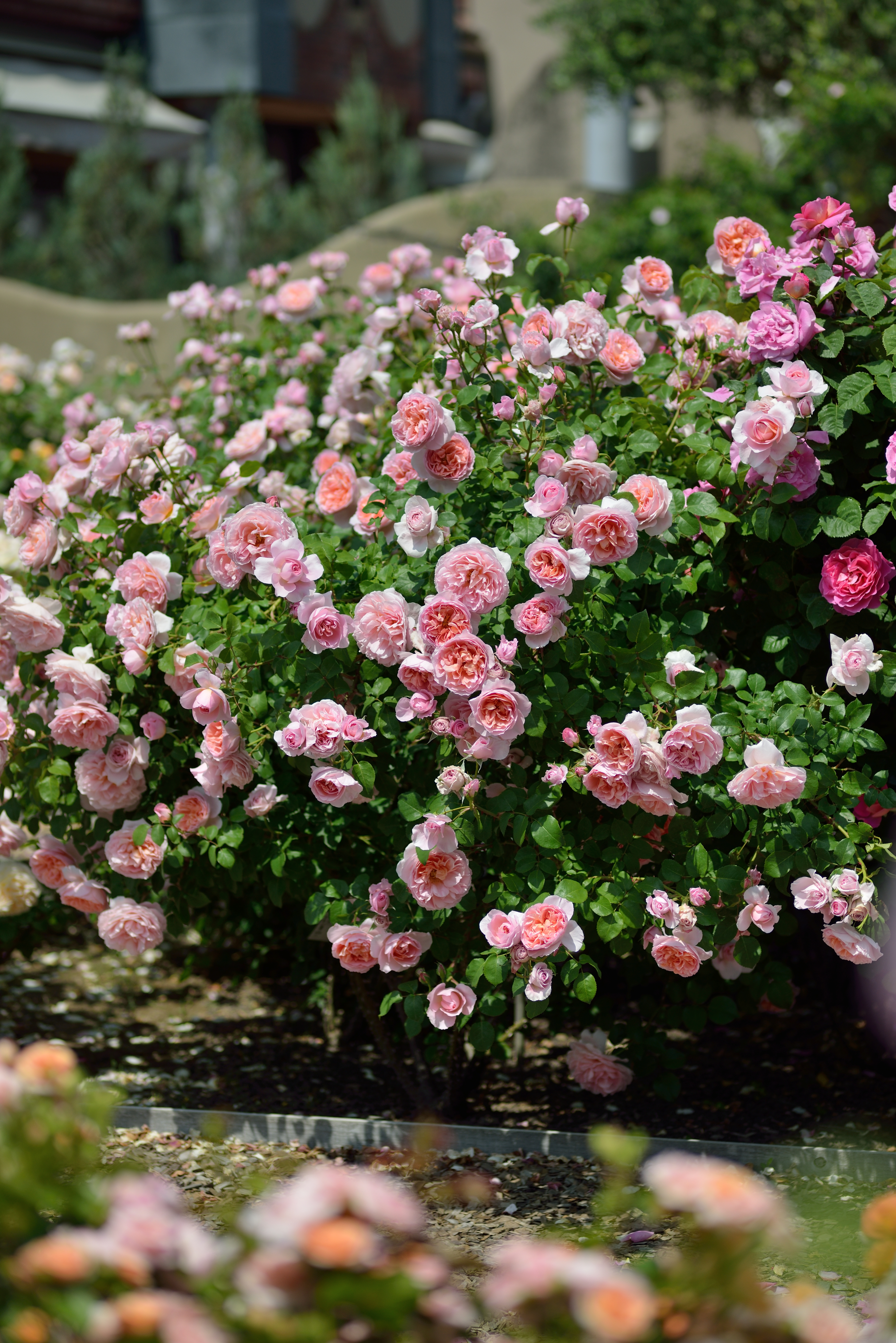 Floribunda Rose - Dames de Chenonceau®