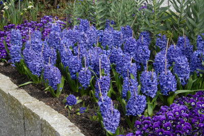 Hyacint - Delft Blue - 18/19