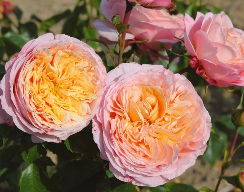Floribunda Roos - Domaine de Chantilly