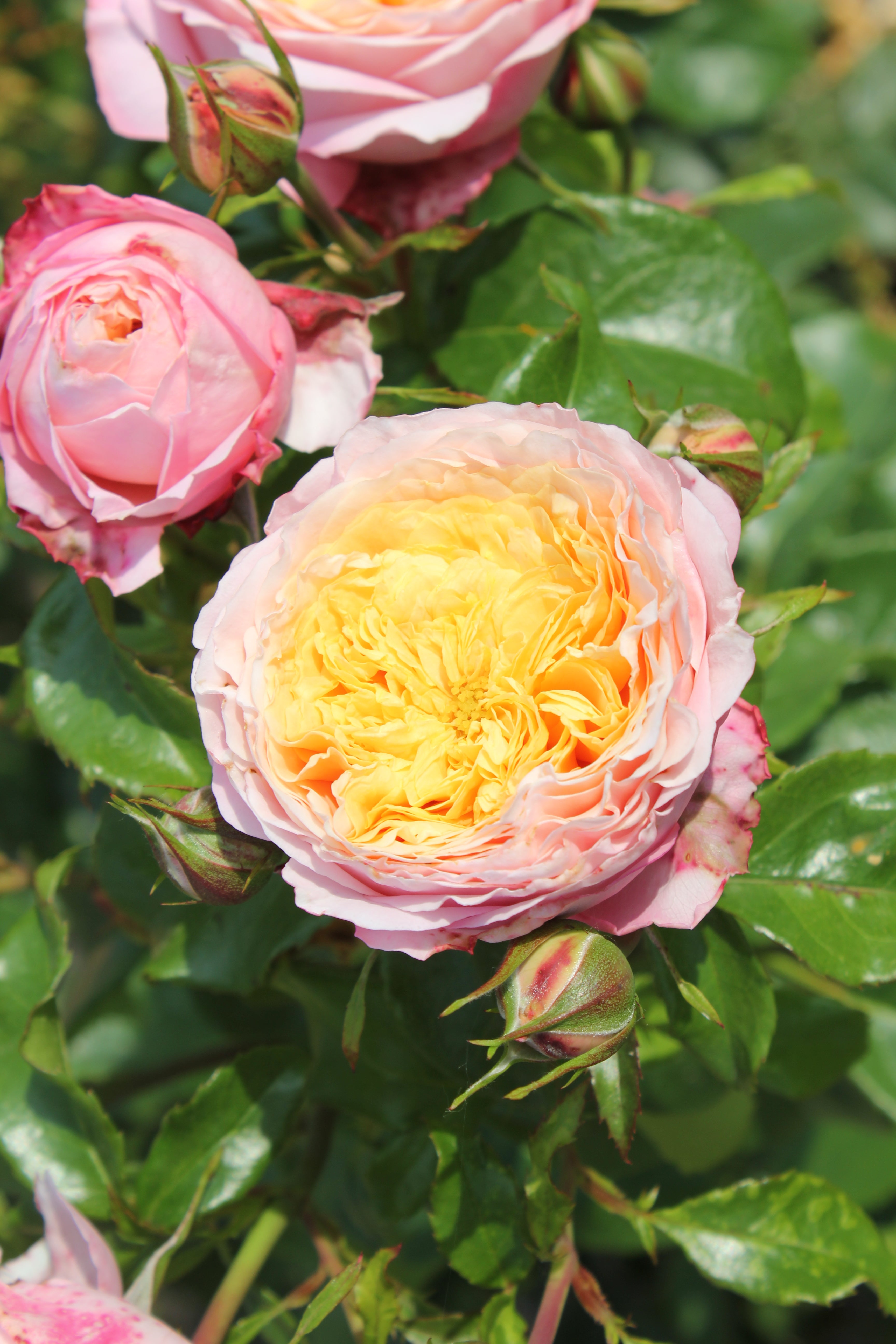 Floribunda Roos - Domaine de Chantilly