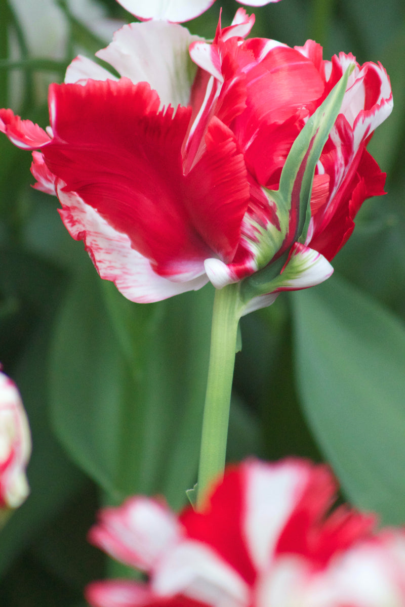 Tulip Parrot -  Estella Rijnveld - 12/+