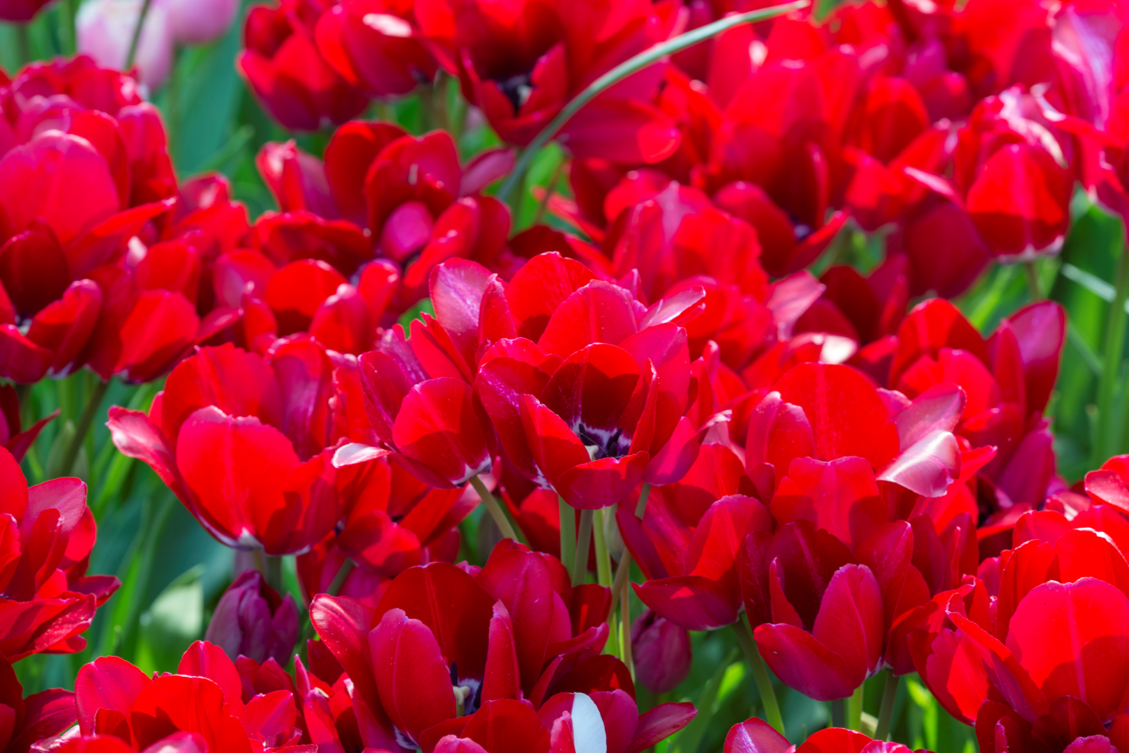 Tulip Multiflowering -  Fiery Club - 12/+