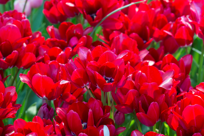 Tulip Multiflowering -  Fiery Club - 12/+