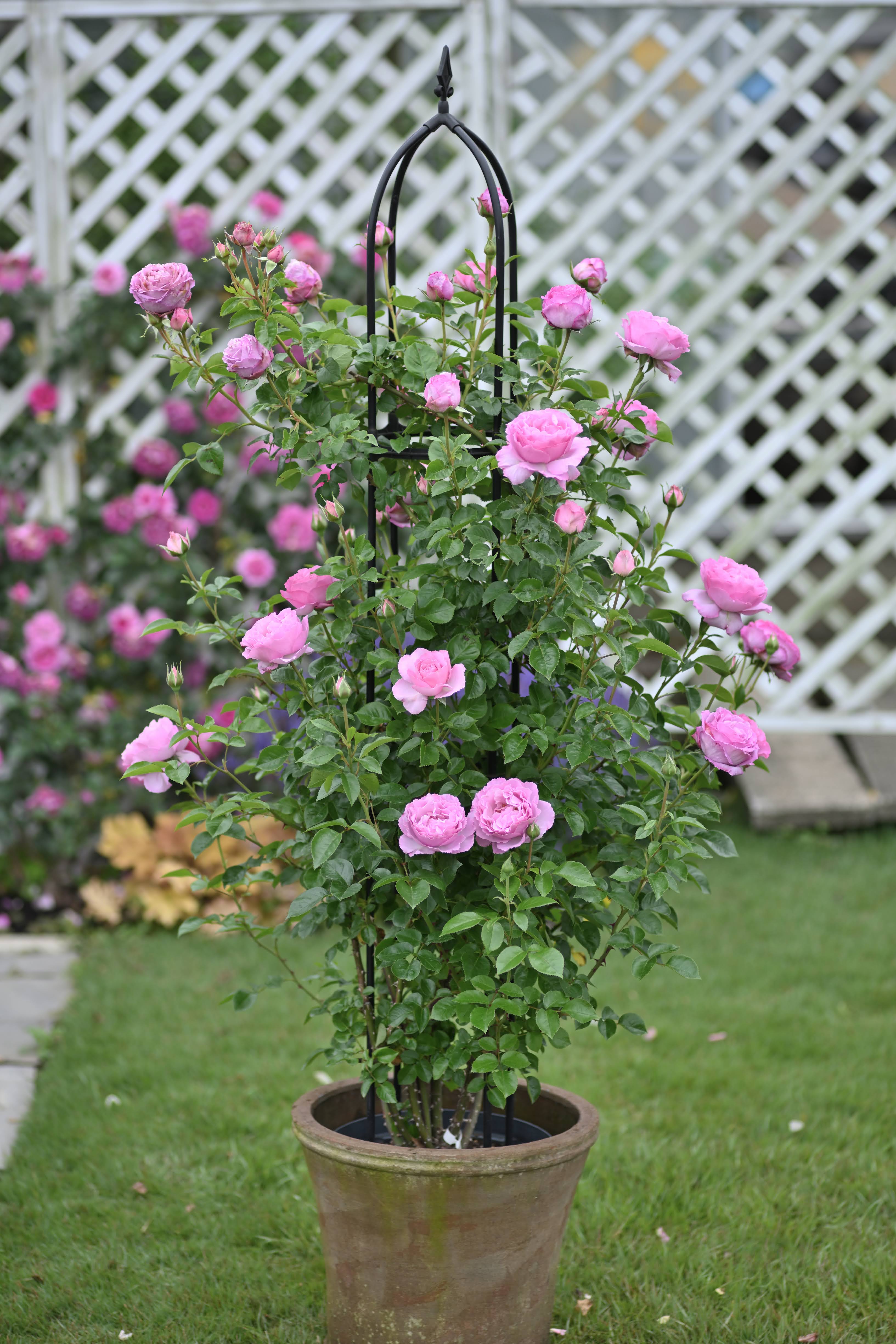 Floribunda Rose - Alexandra David Neel®-5