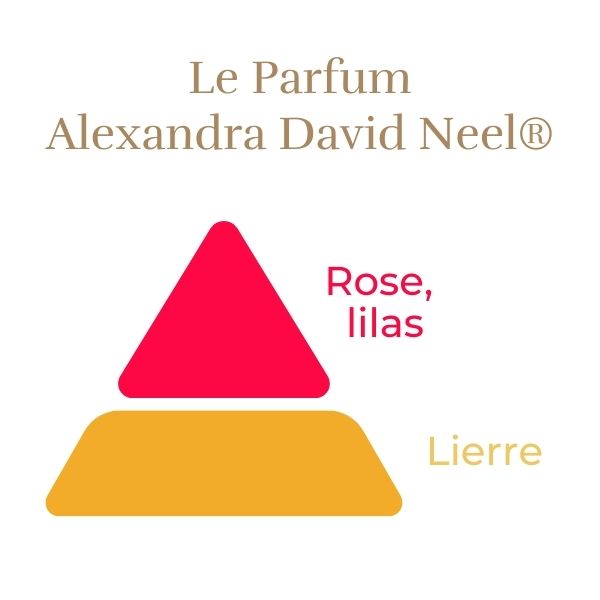 Floribunda Rose - Alexandra David Neel®-6