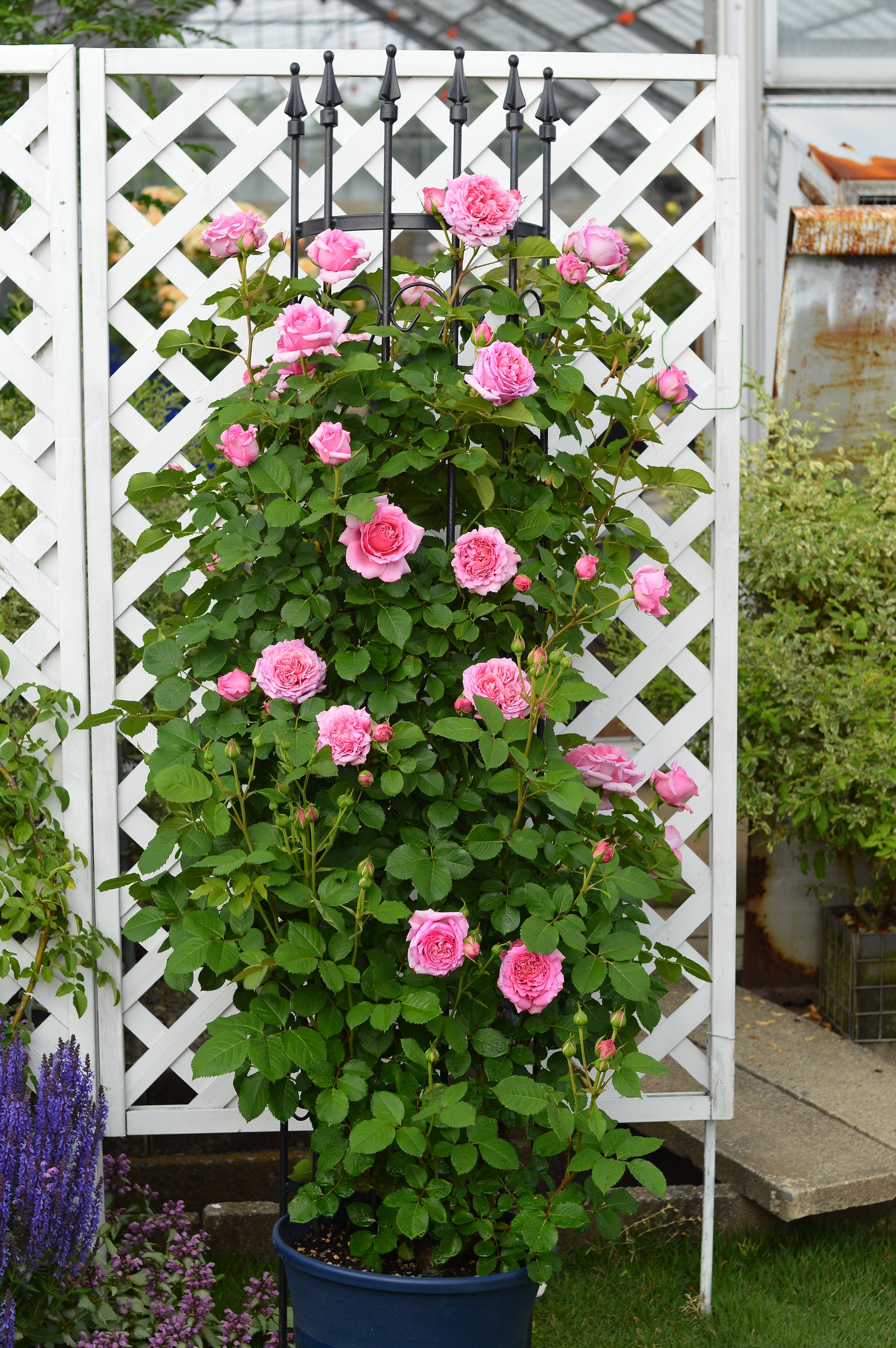 Floribunda Rose - Bienvenue®-1