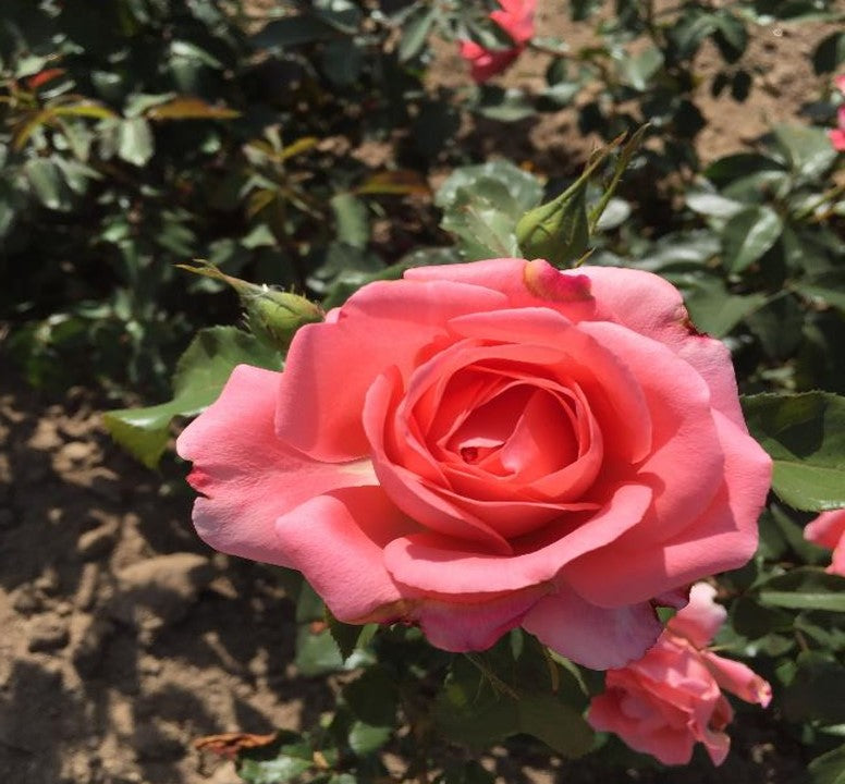 Floribunda Rose - Bijou Corail®-5