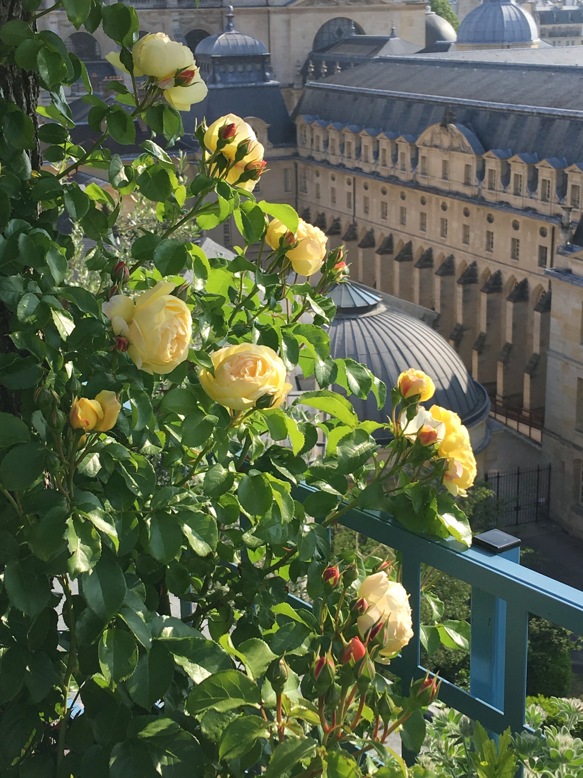 Floribunda Rose - Château de Cheverny®-2